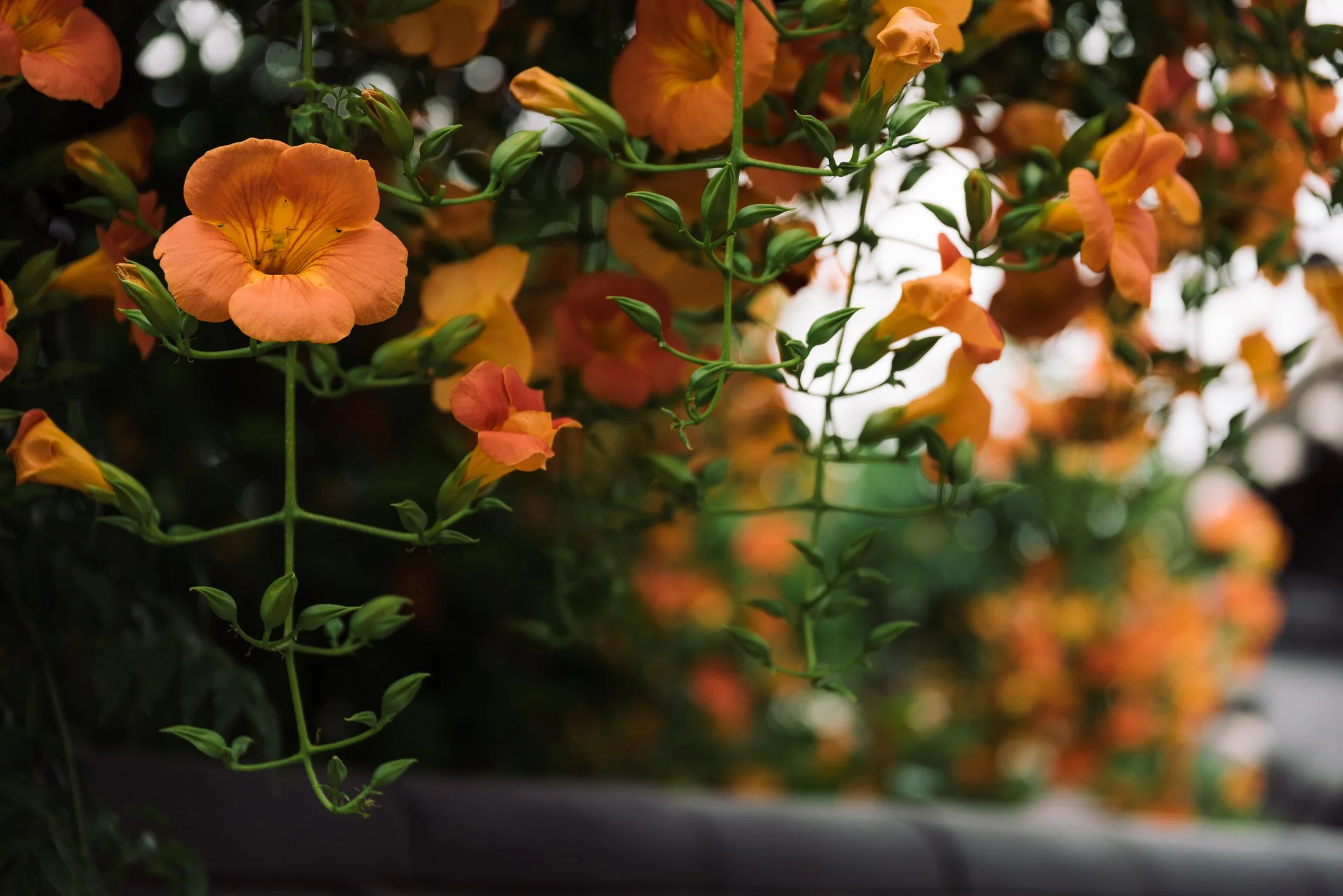 Campsis × tagliabuana Indian Summer