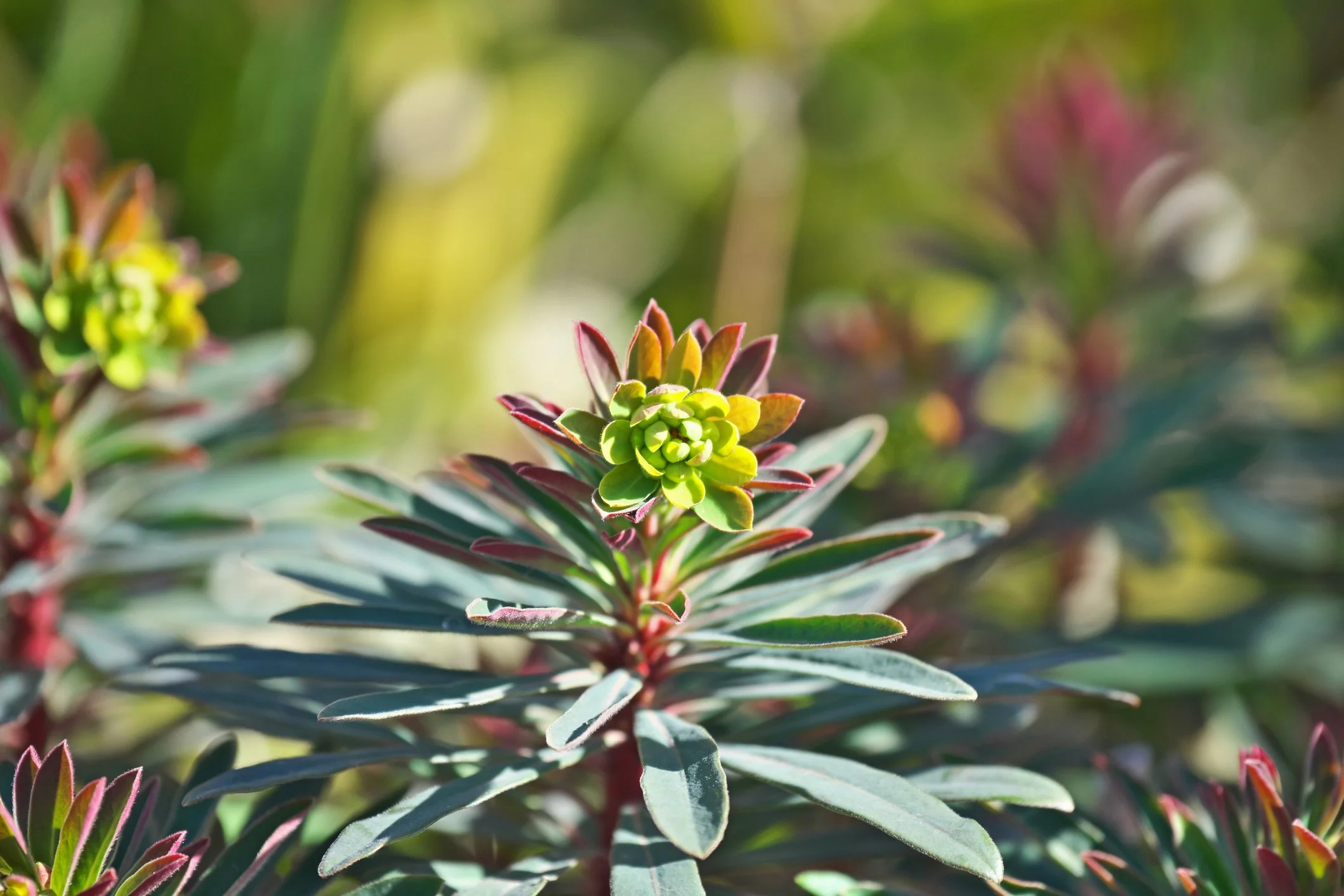 Euphorbia x martinii