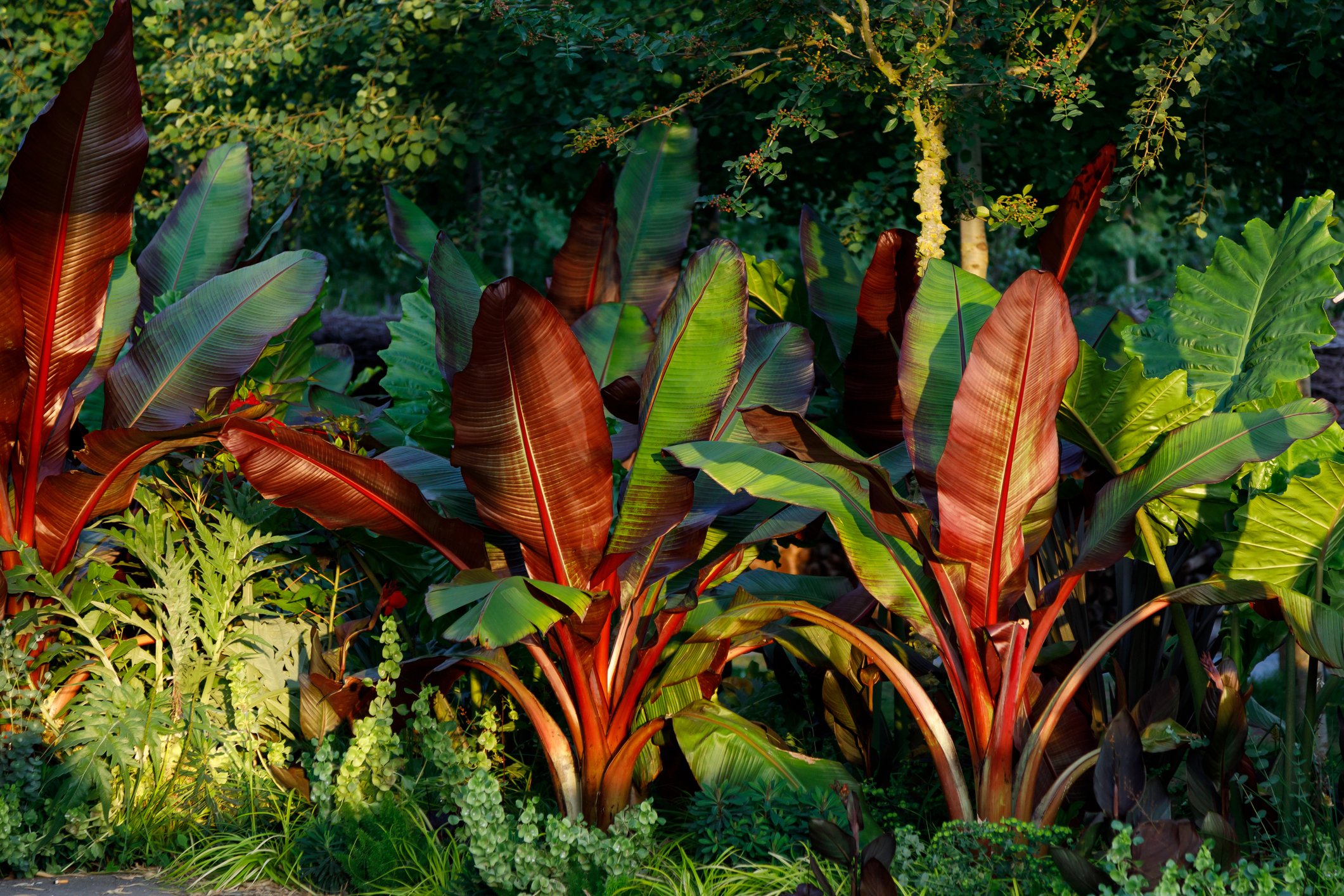 Ensete ventricosum 'Maurelii'
