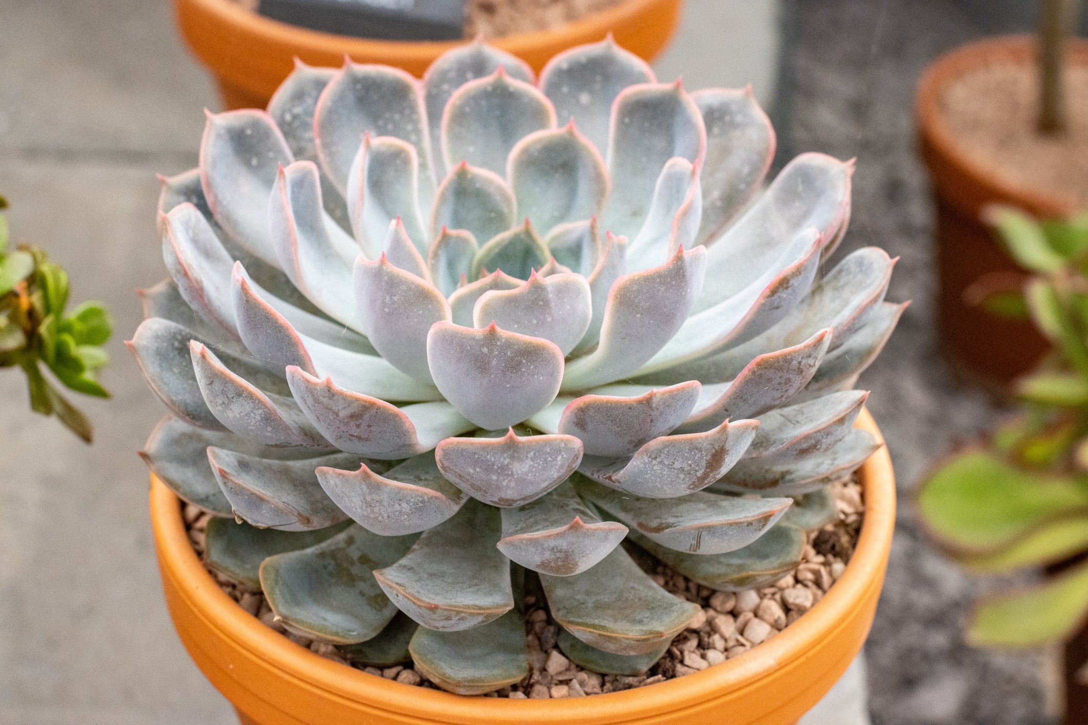 Echeveria albali
