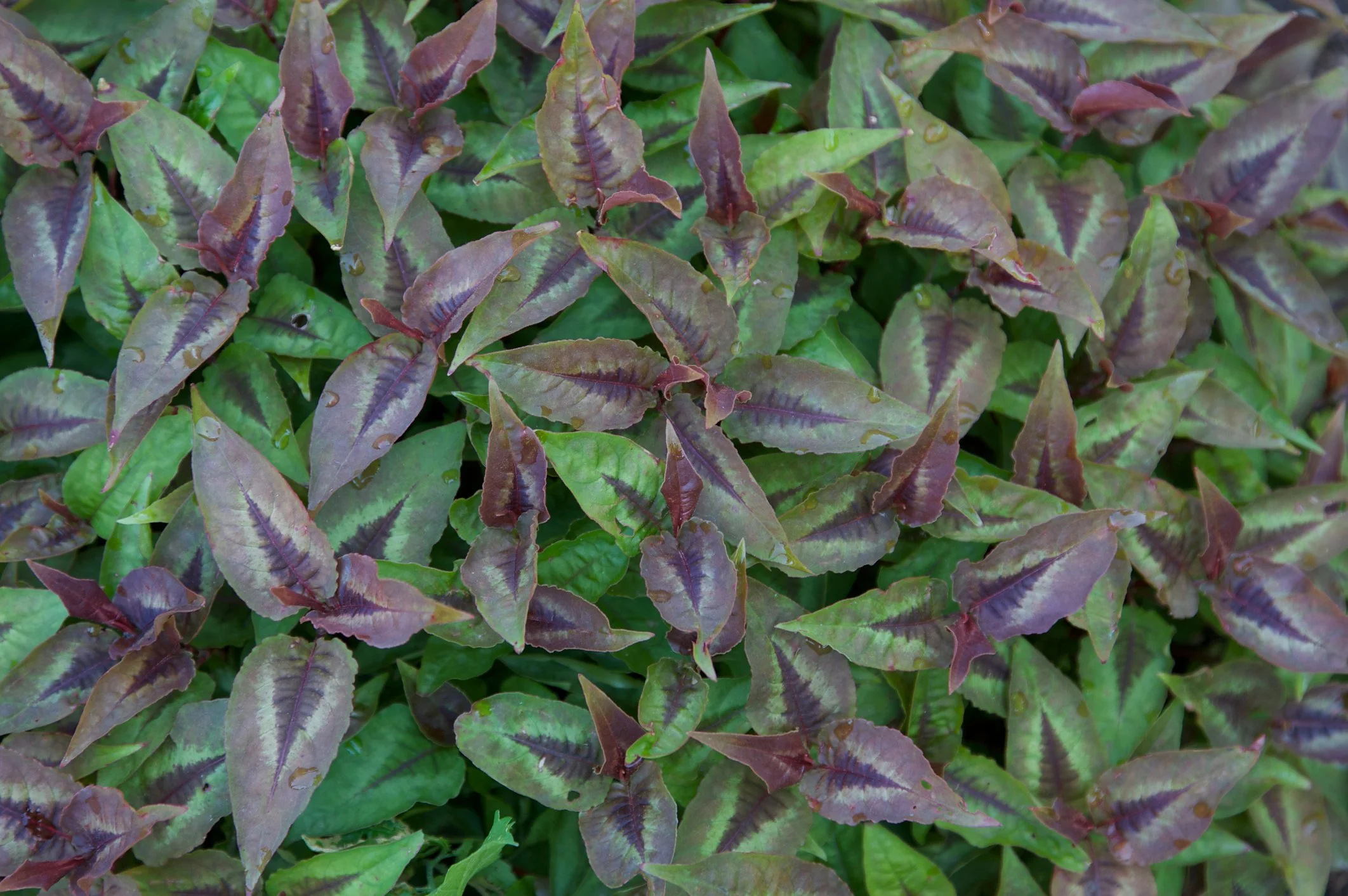 Persicaria microcephala 'Red Dragon'