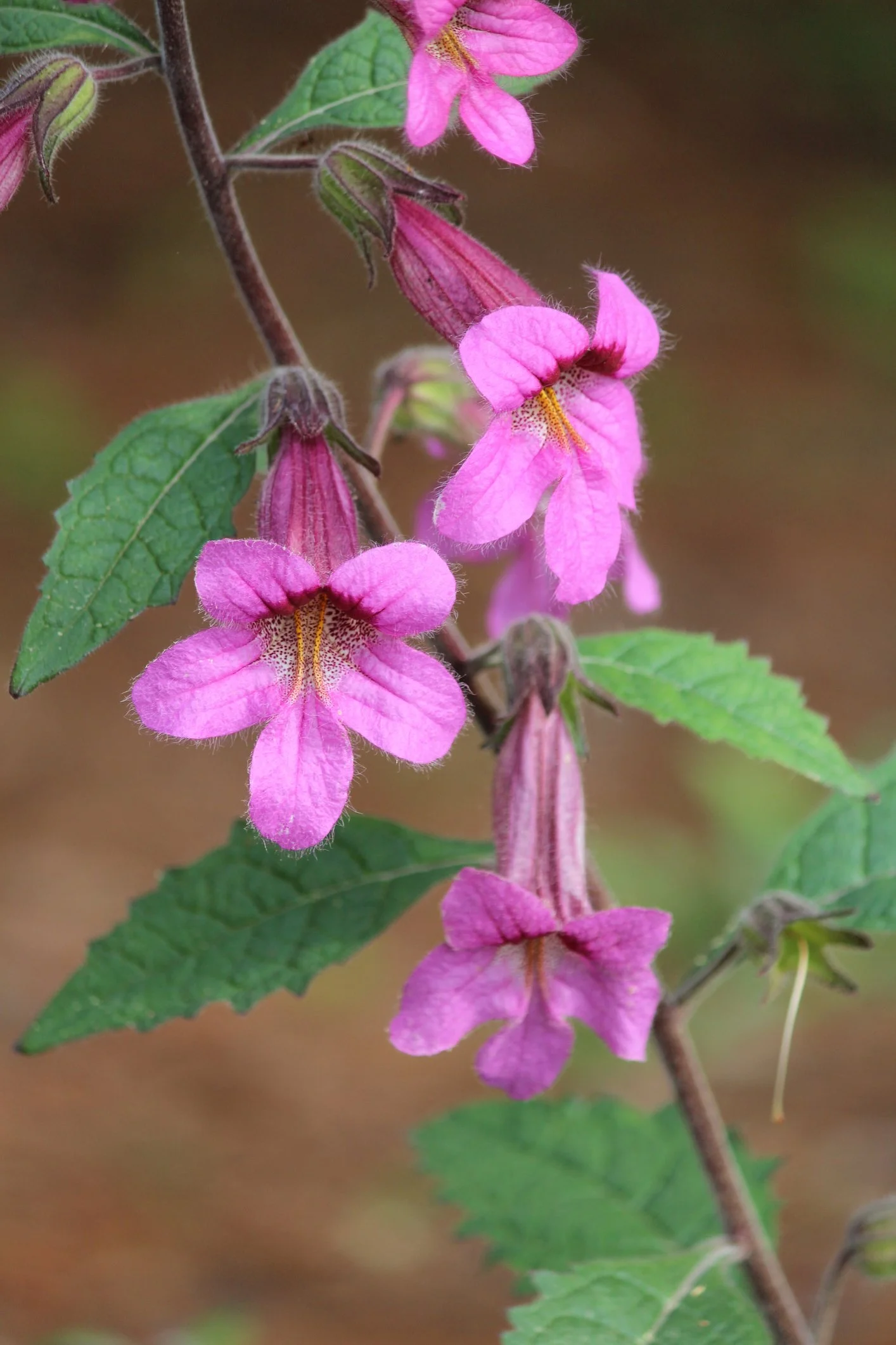 Rehmannia elata