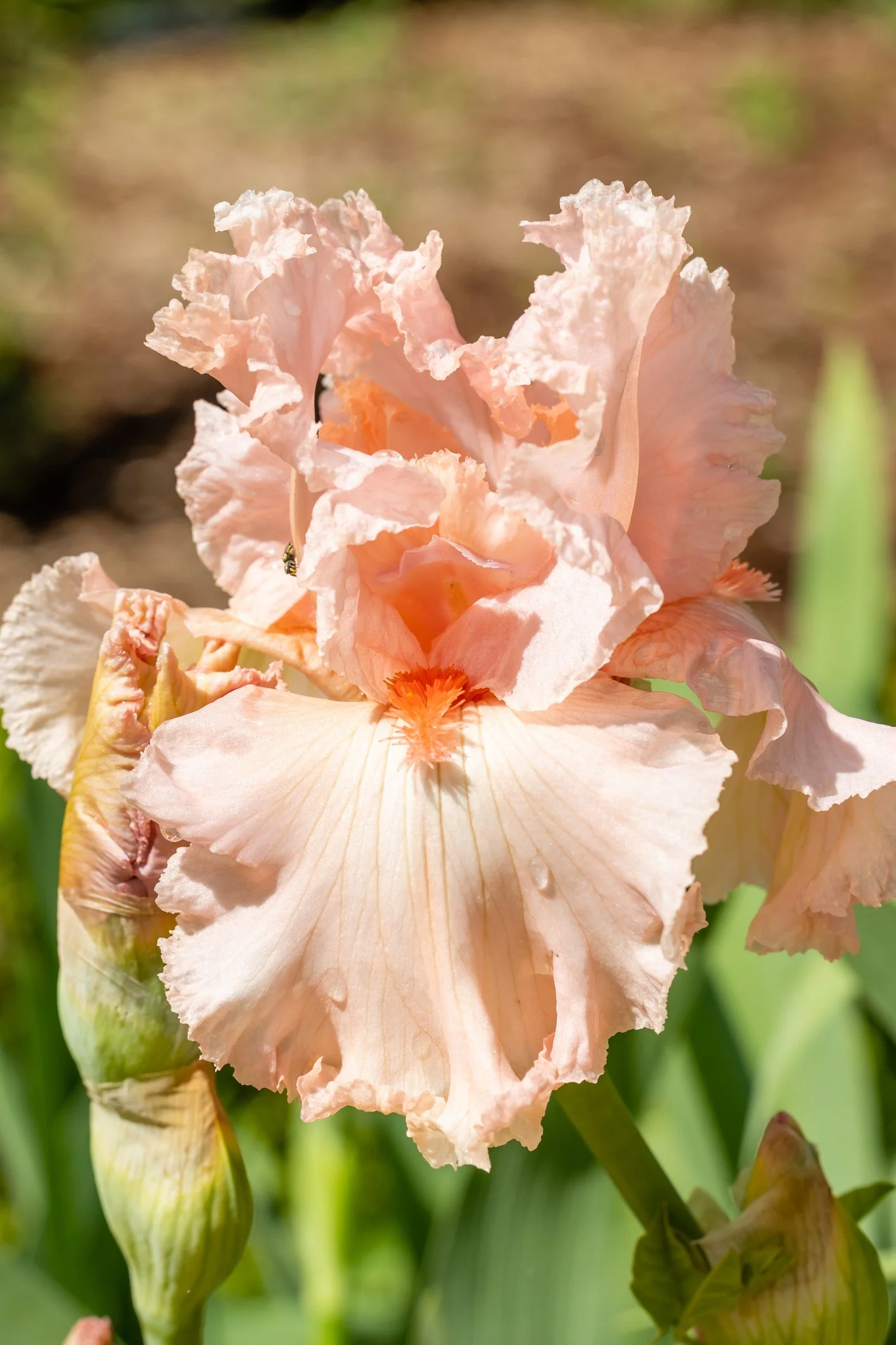 Iris 'Happenstance'