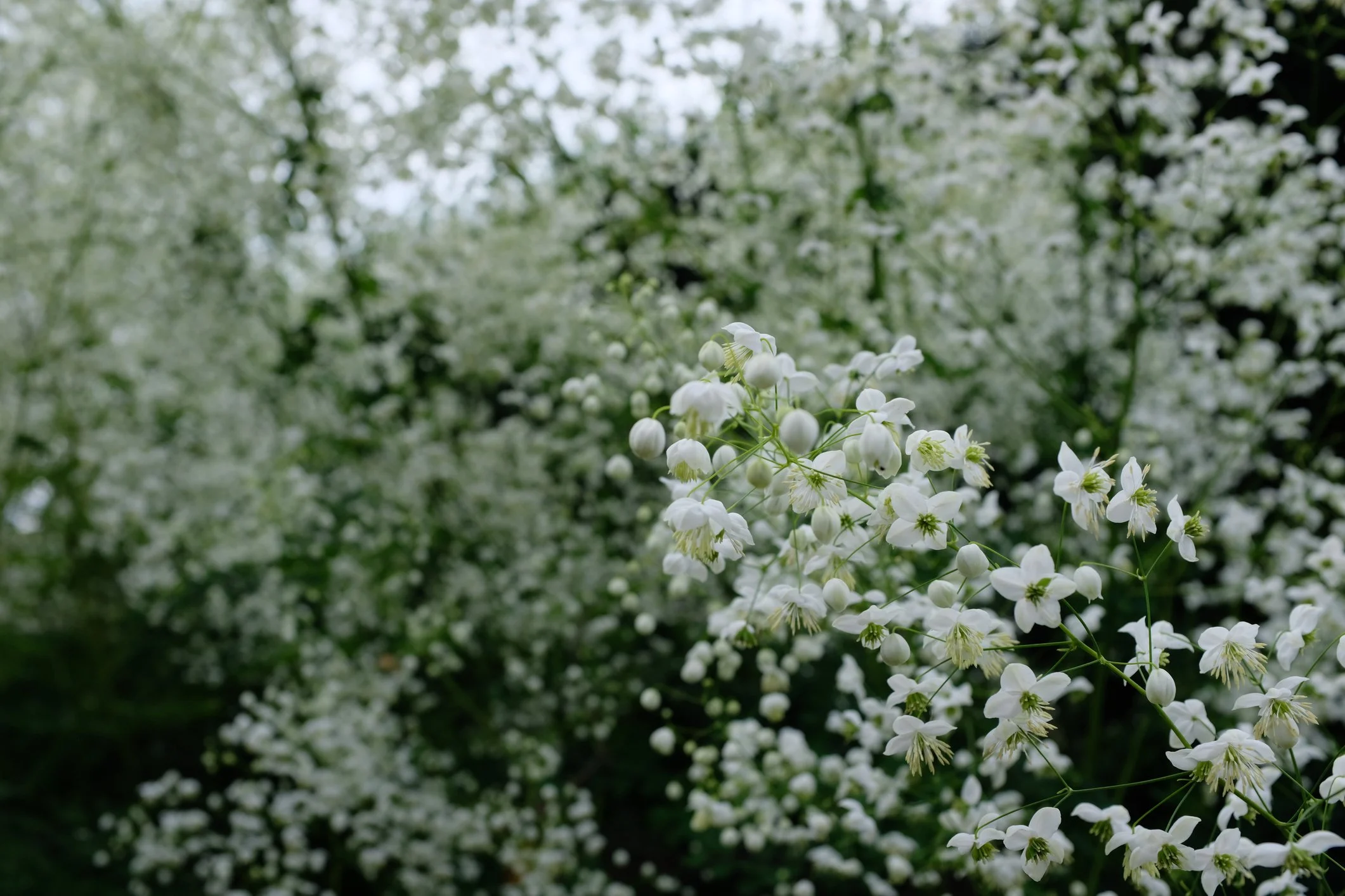 Thalictrum Splendide White