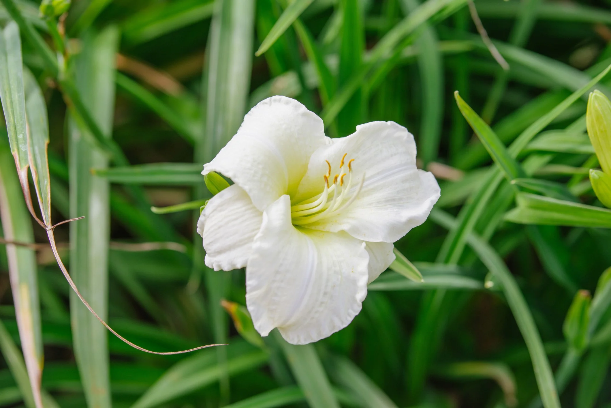 Hemerocallis 'Little Shepherd’