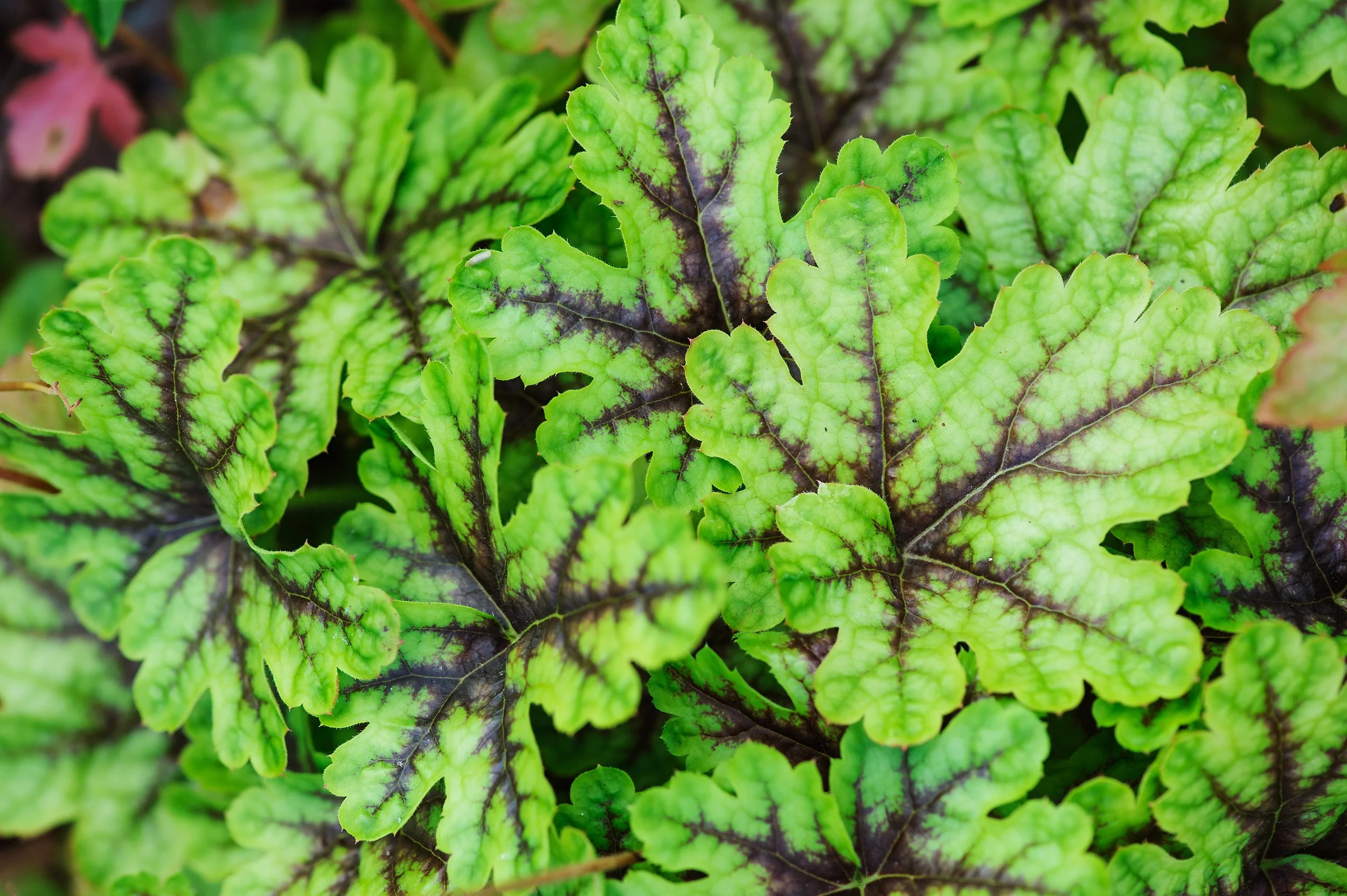 Heucherella 'Tapestry'
