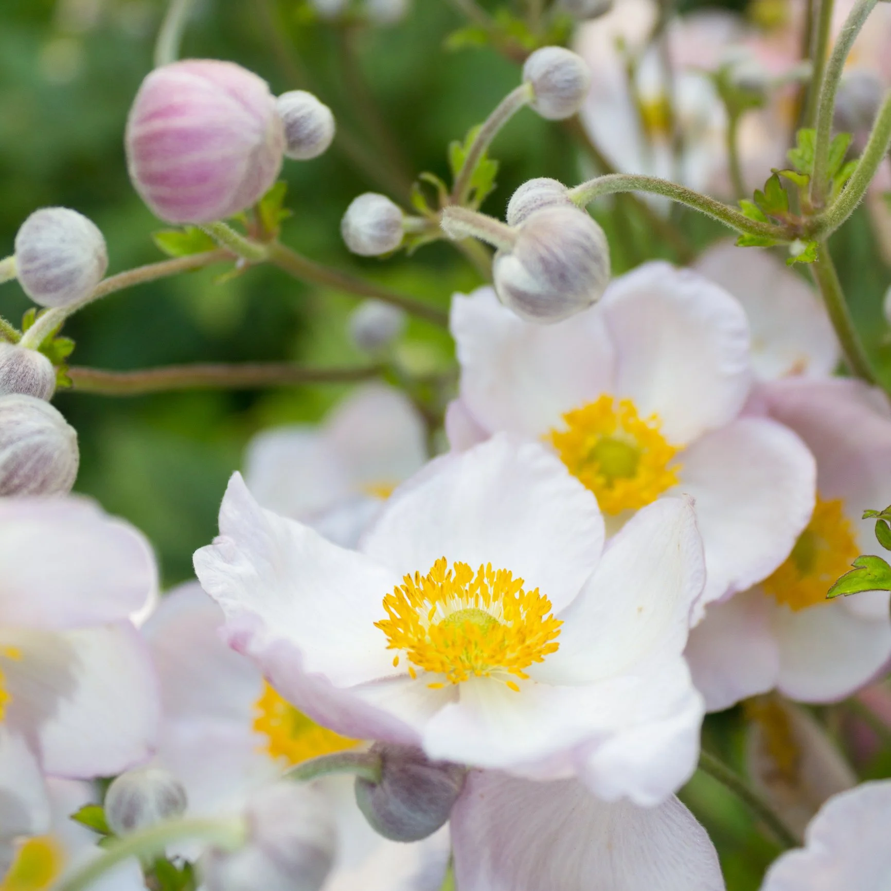 Anemone ‘Dreaming Swan’