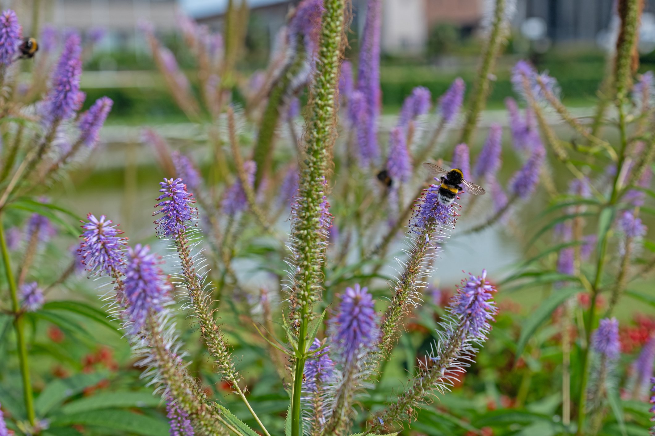 Veronicastrum virginicum 'Cupid’