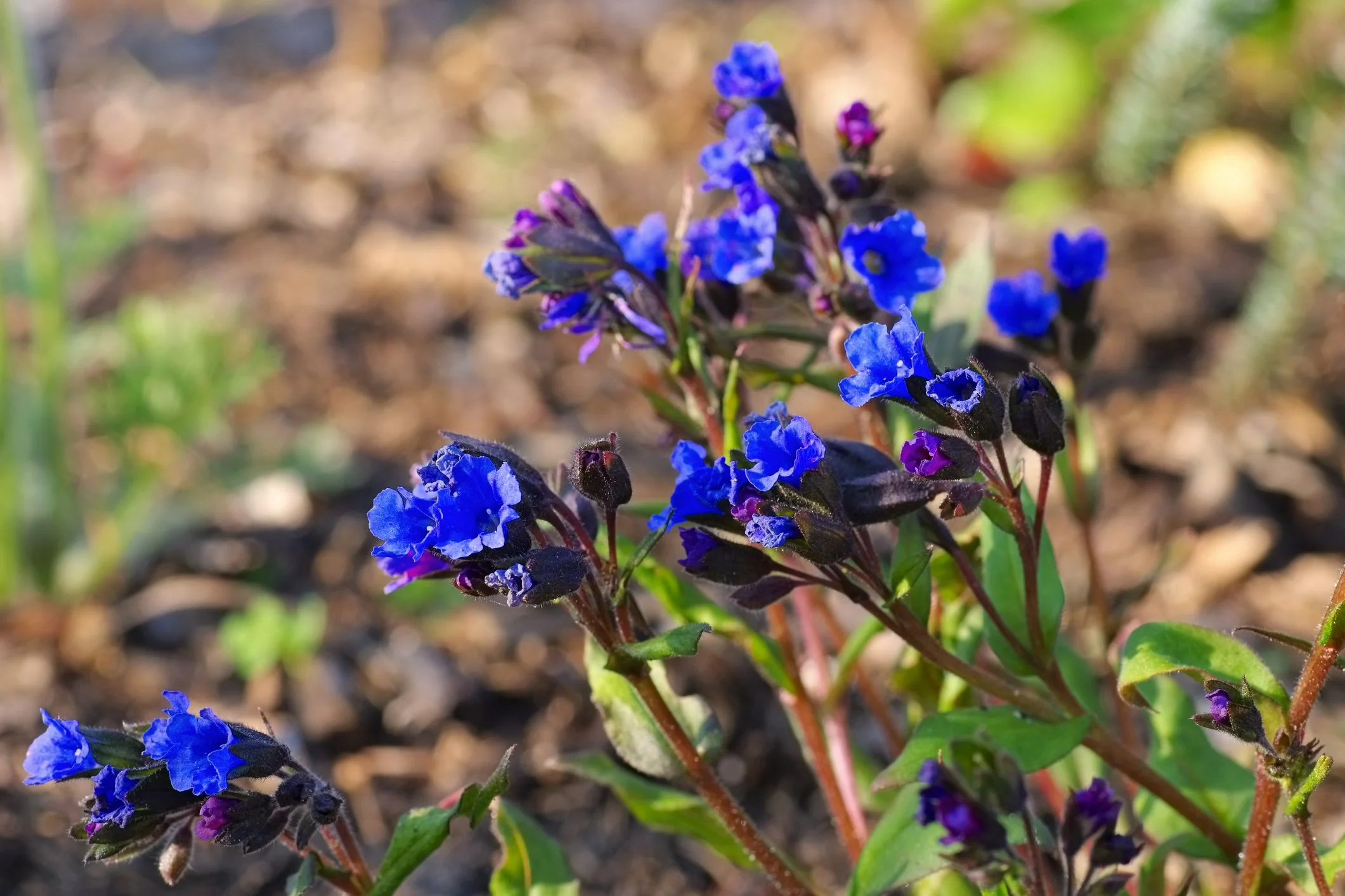 Pulmonaria 'Blue Ensign