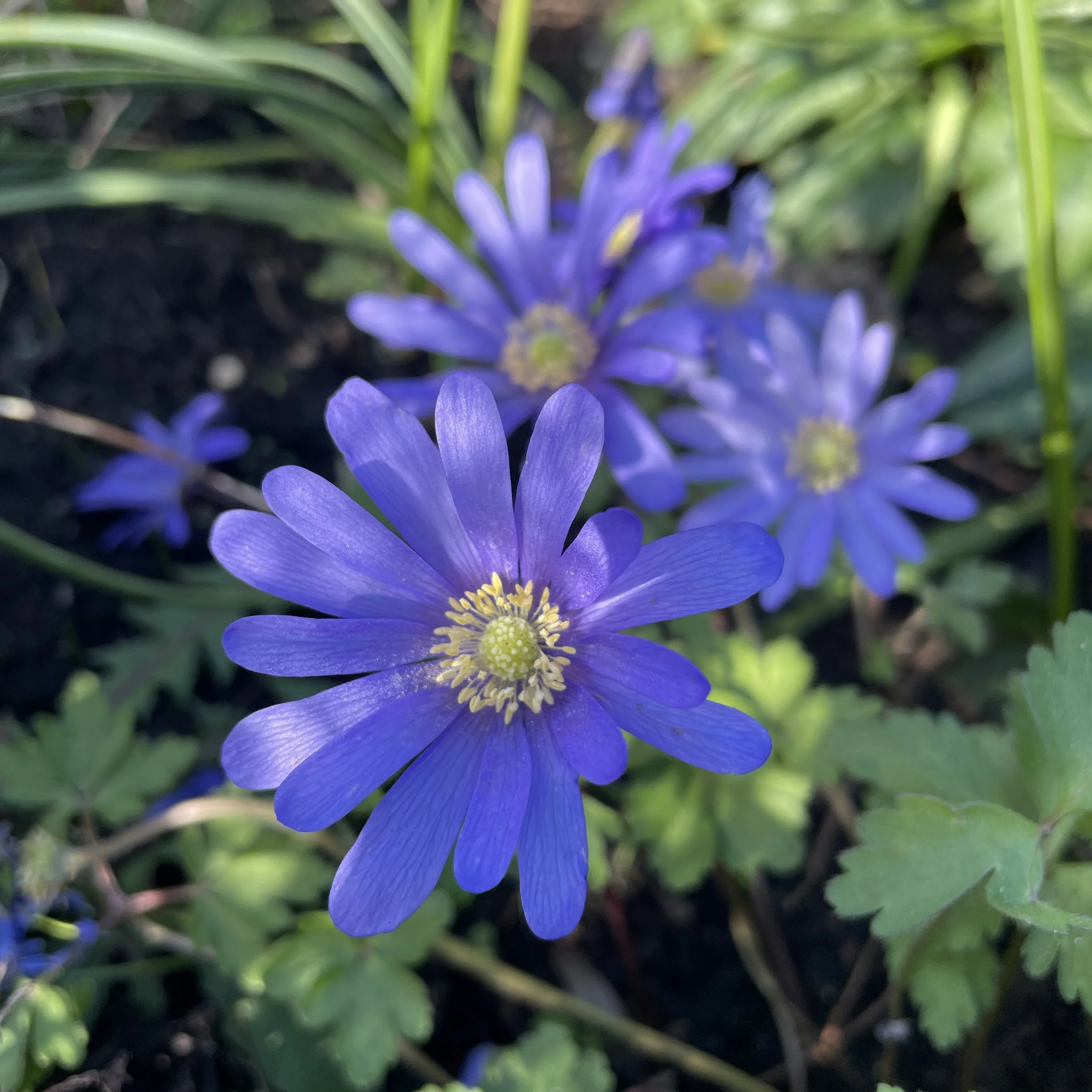 Anemone blanda 'Blue Shades'