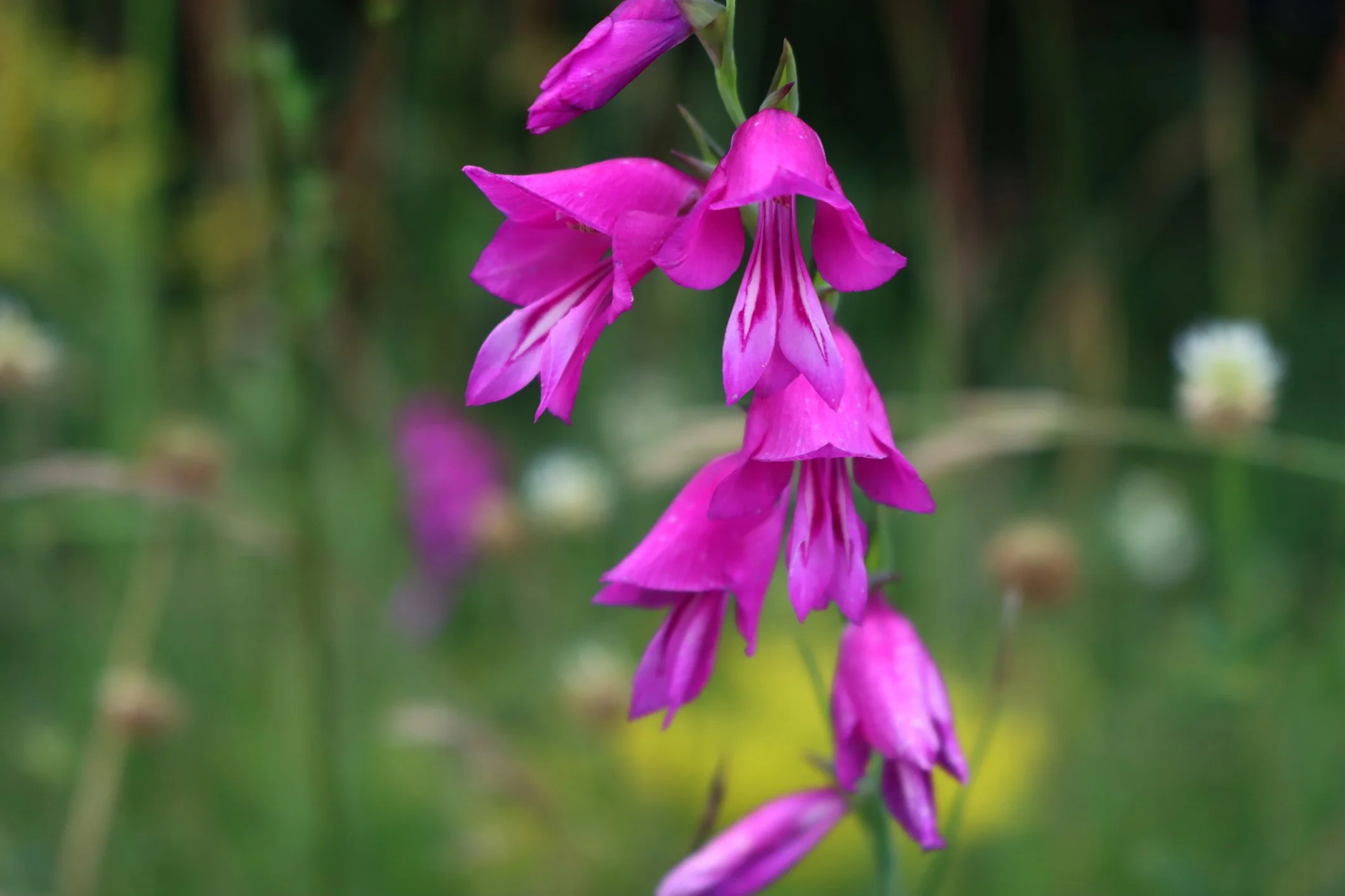 Gladiolus communis subsp. byzantinus
