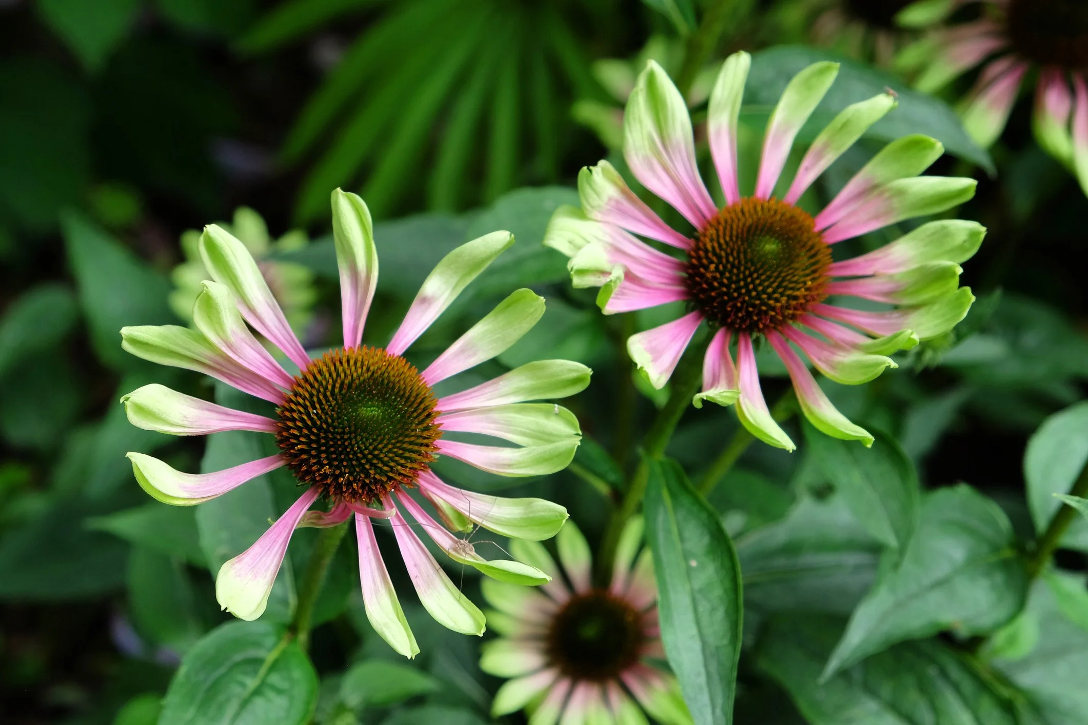 Echinacea purpurea 'Green Twister’