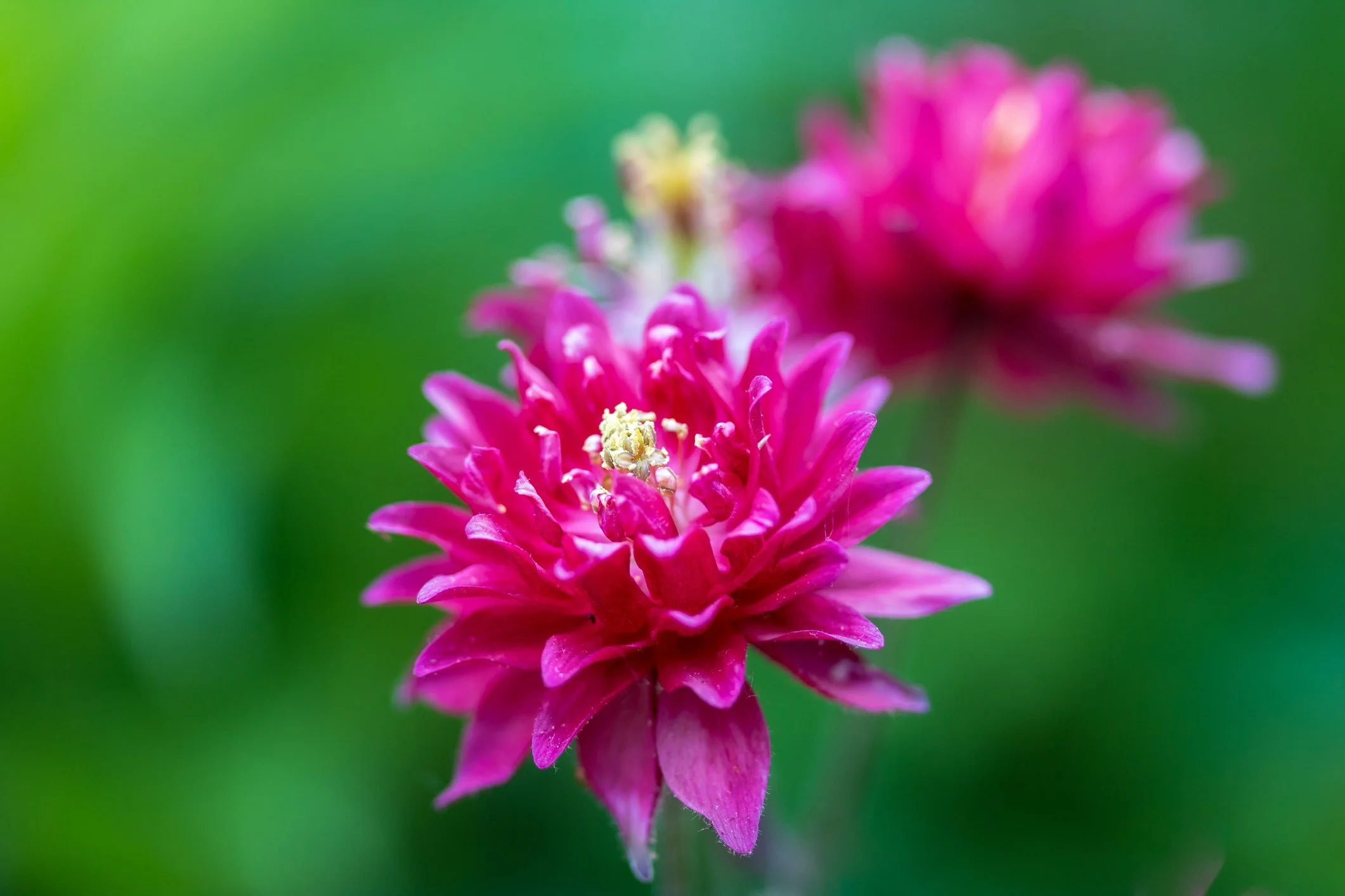 Aquilegia vulgaris 'Clementine Red'