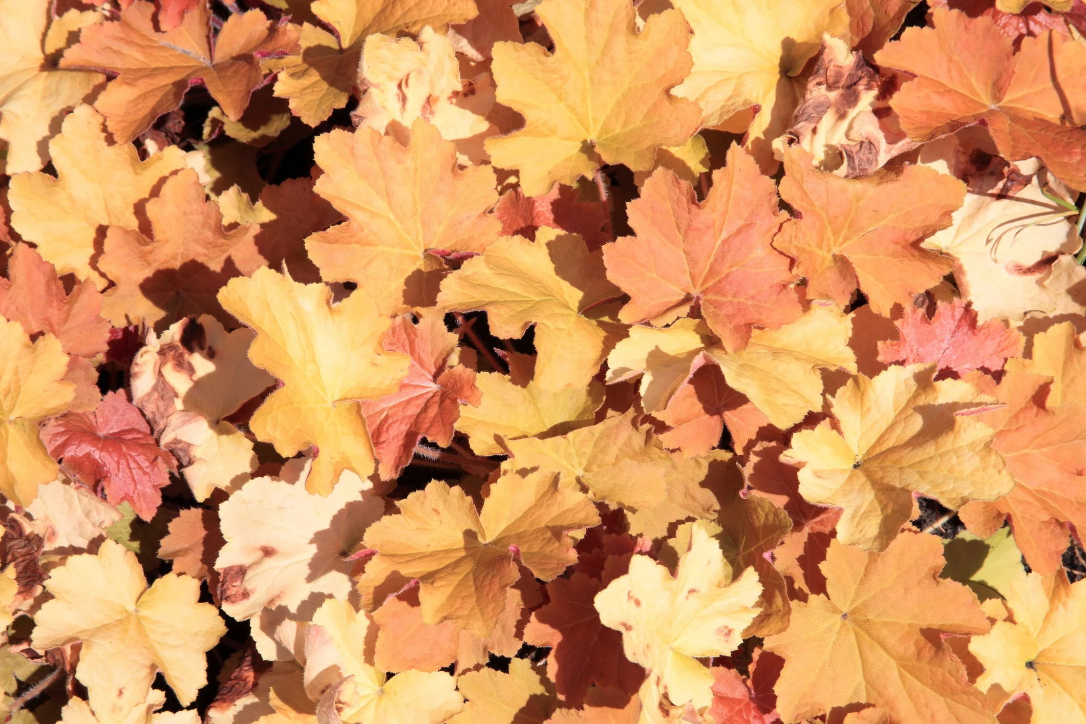 Heuchera 'Buttered Rum’