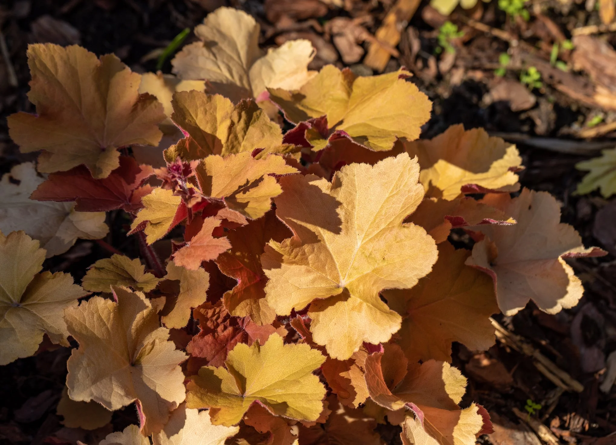 Heuchera 'Creme Brule’