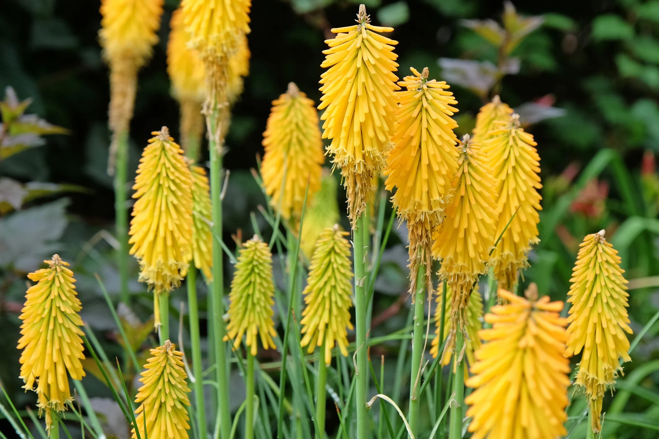 Kniphofia 'Mango Popsicle' 