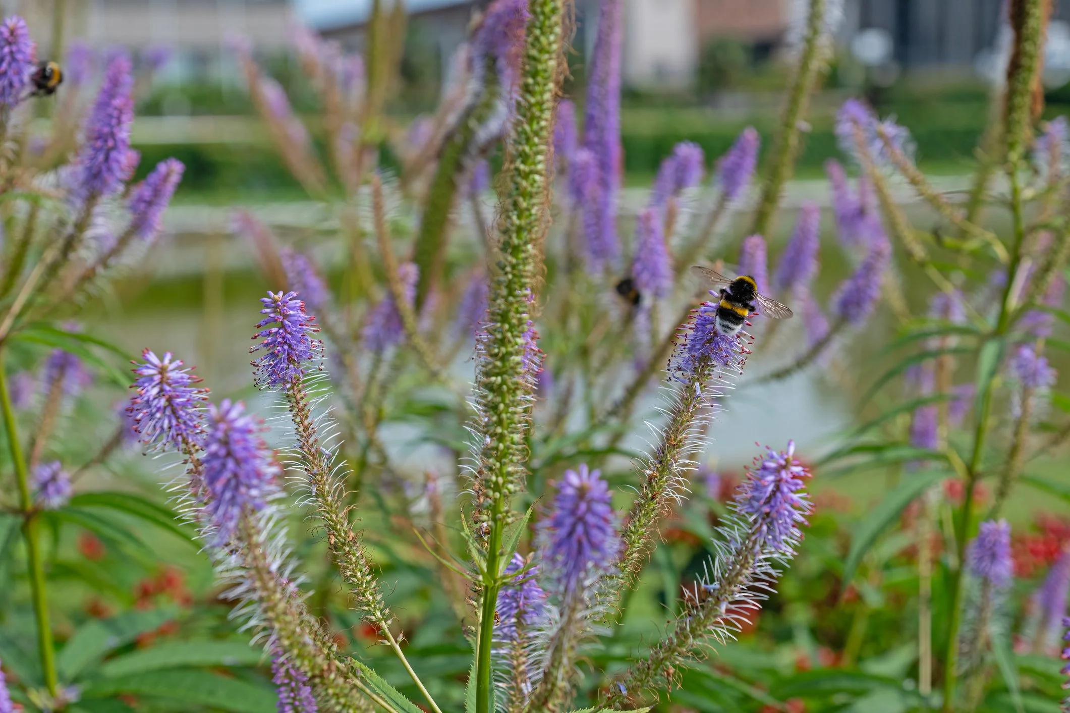 Veronicastrum sibiricum f. glabratum
