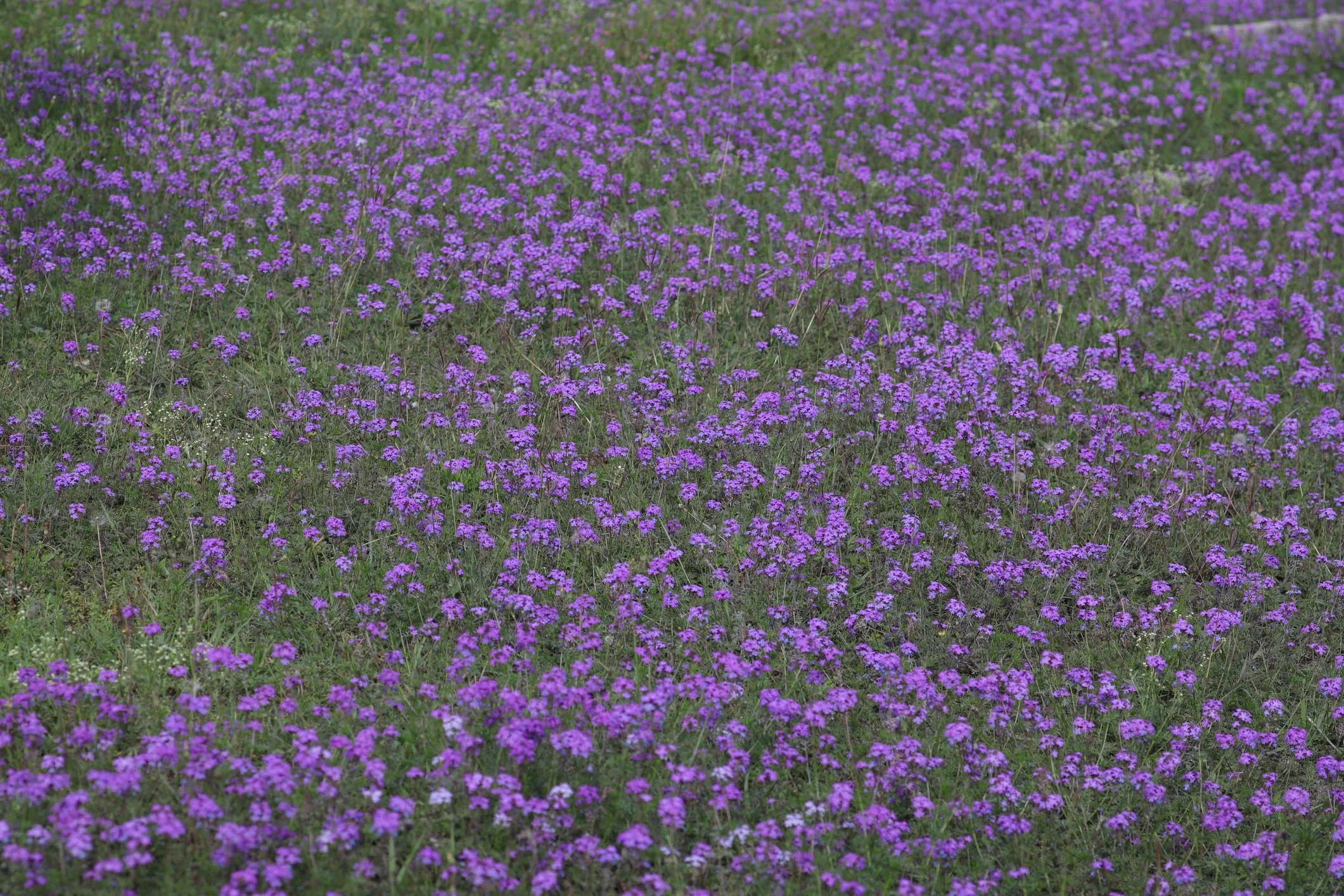 Verbena rigida 'Santos Purple'