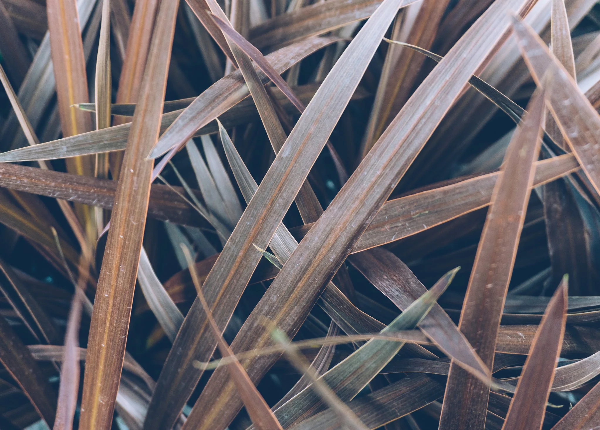 Phormium 'Black Adder'