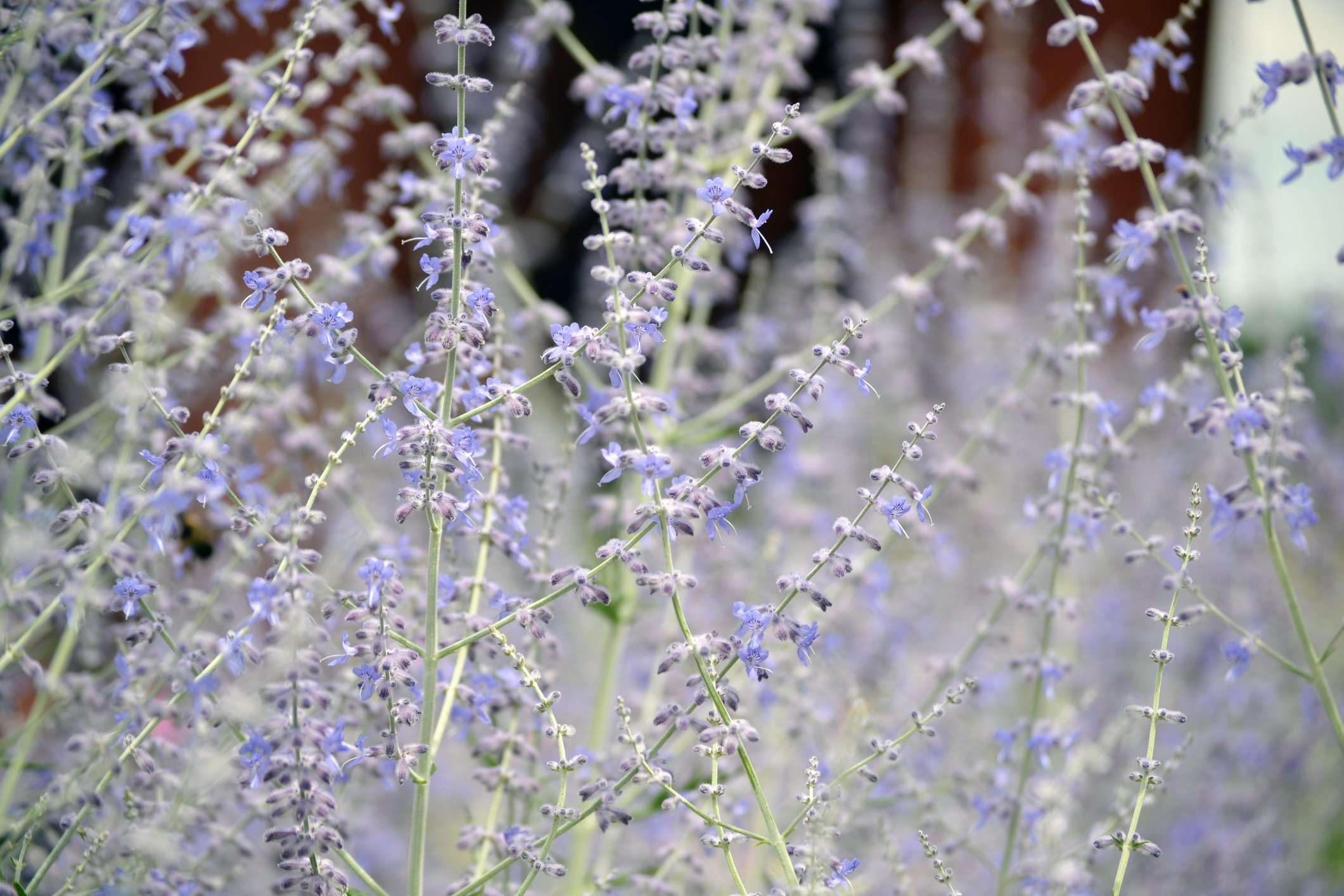 Salvia 'Little Spire'