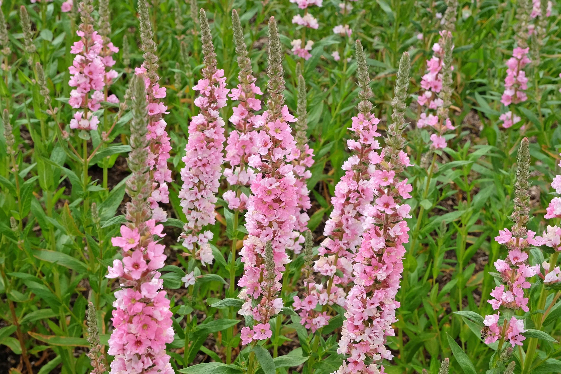 Lythrum salicaria 'Blush'