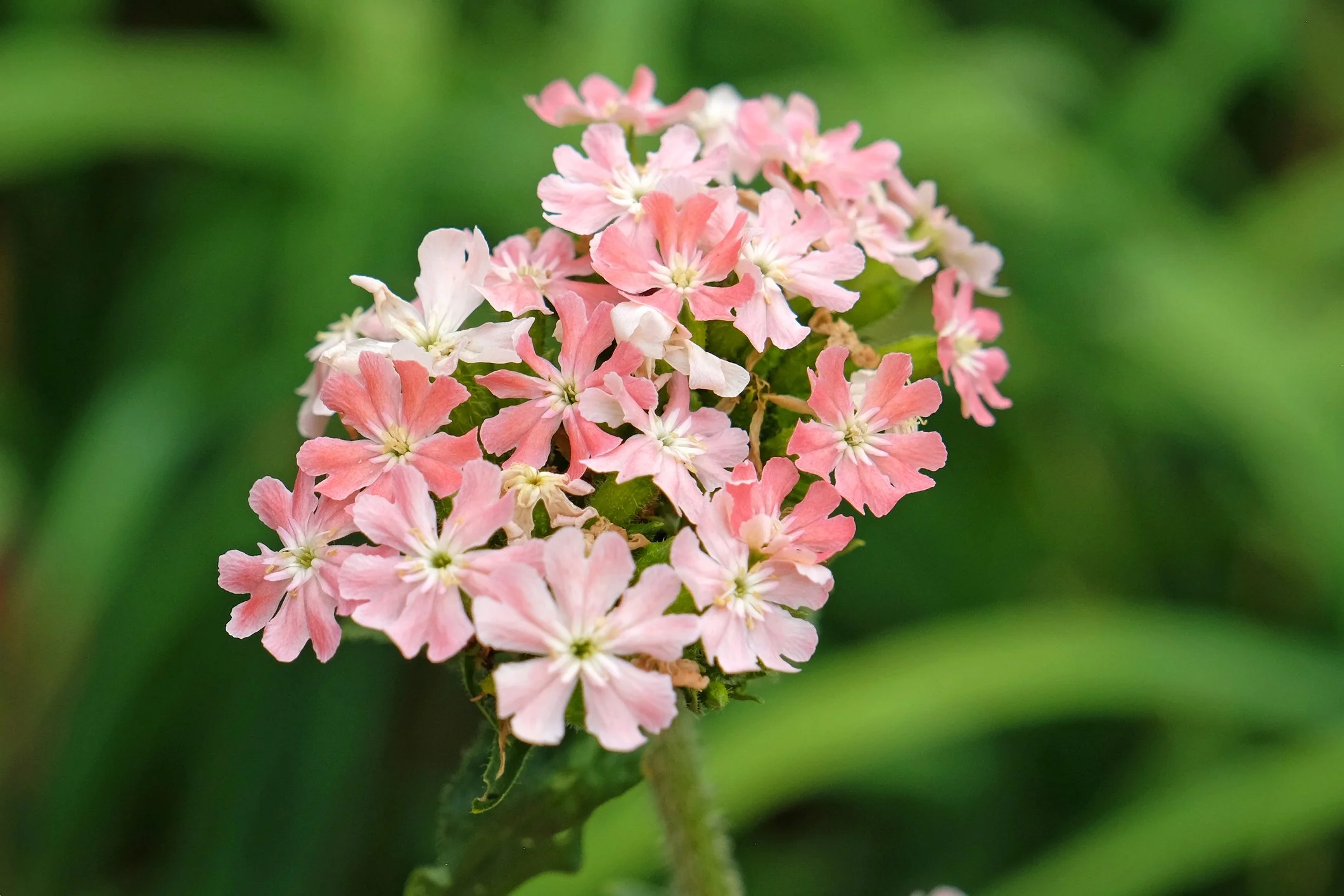 Silene chalcedonica 'Rosea'