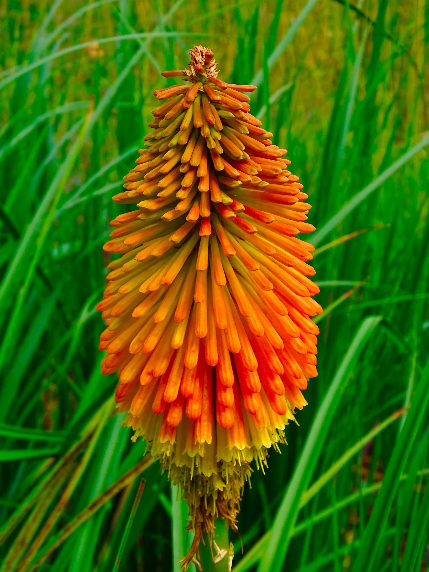 Kniphofia rufa 'Rasta'