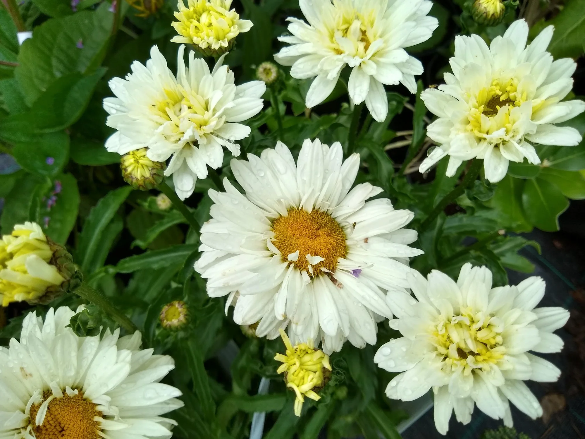 Leucanthemum × superbum 'Victorian Secret’
