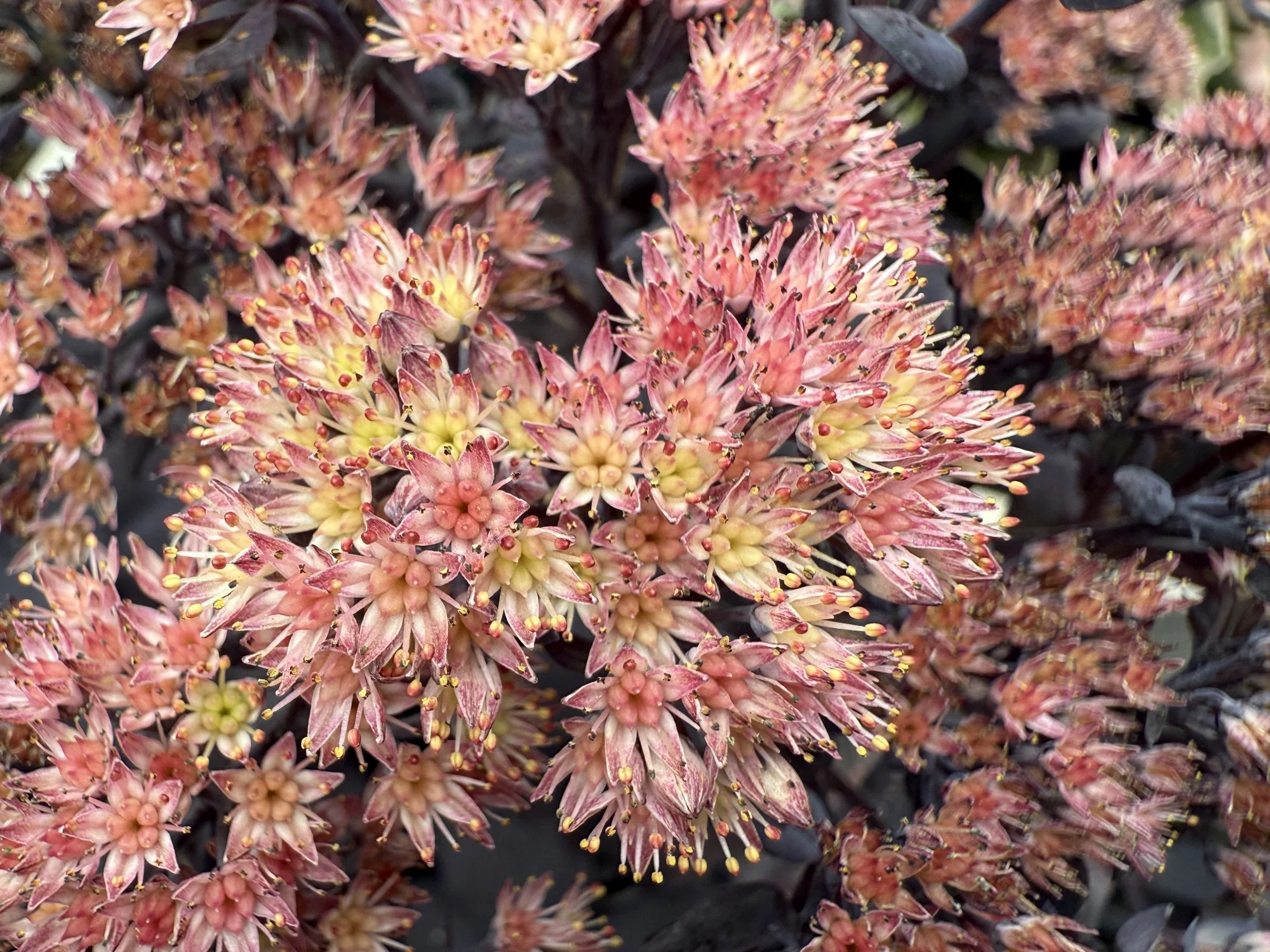 Hylotelephium telephium 'Orange Xenox'