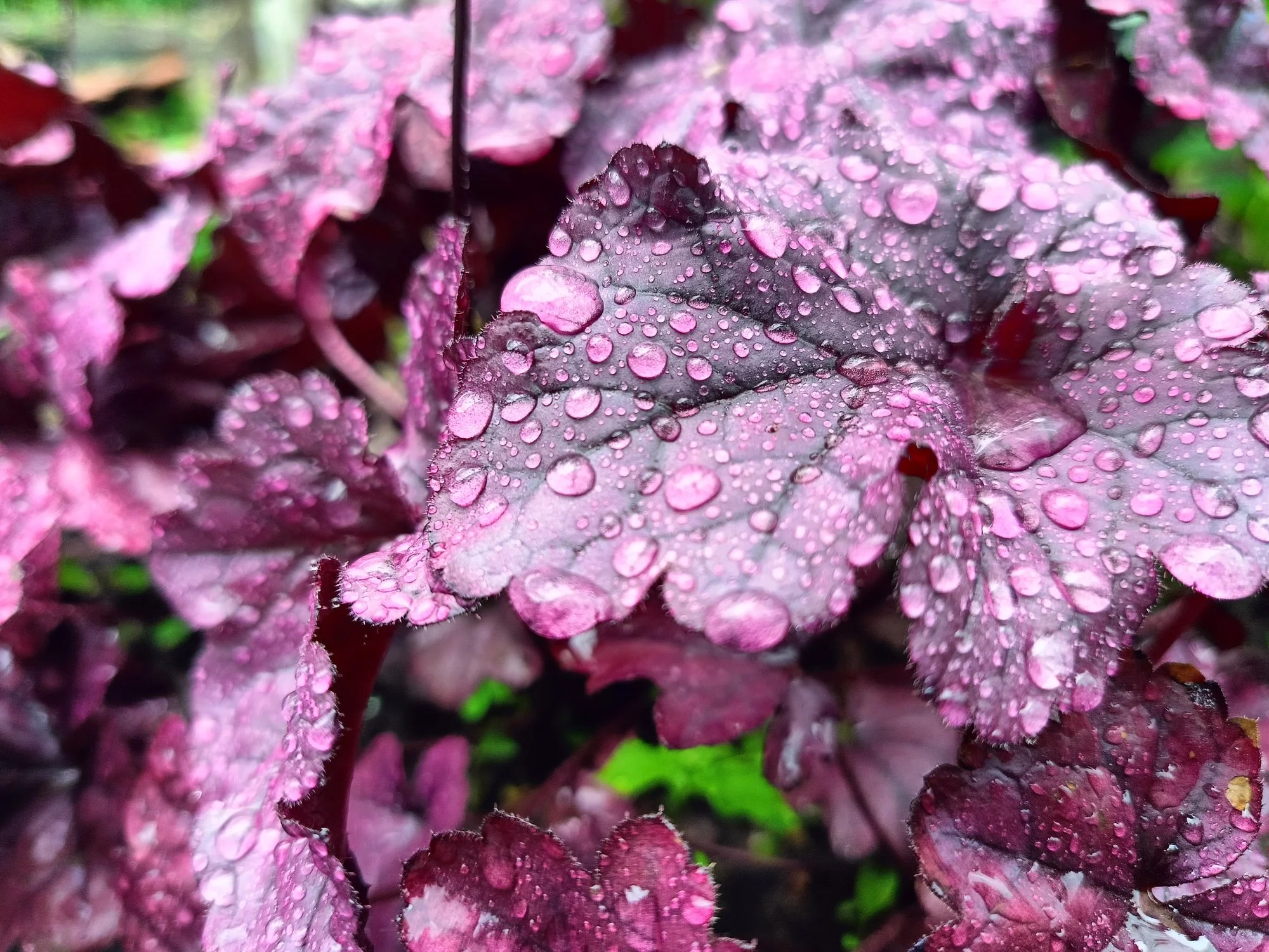 Heuchera 'Purple Palace'