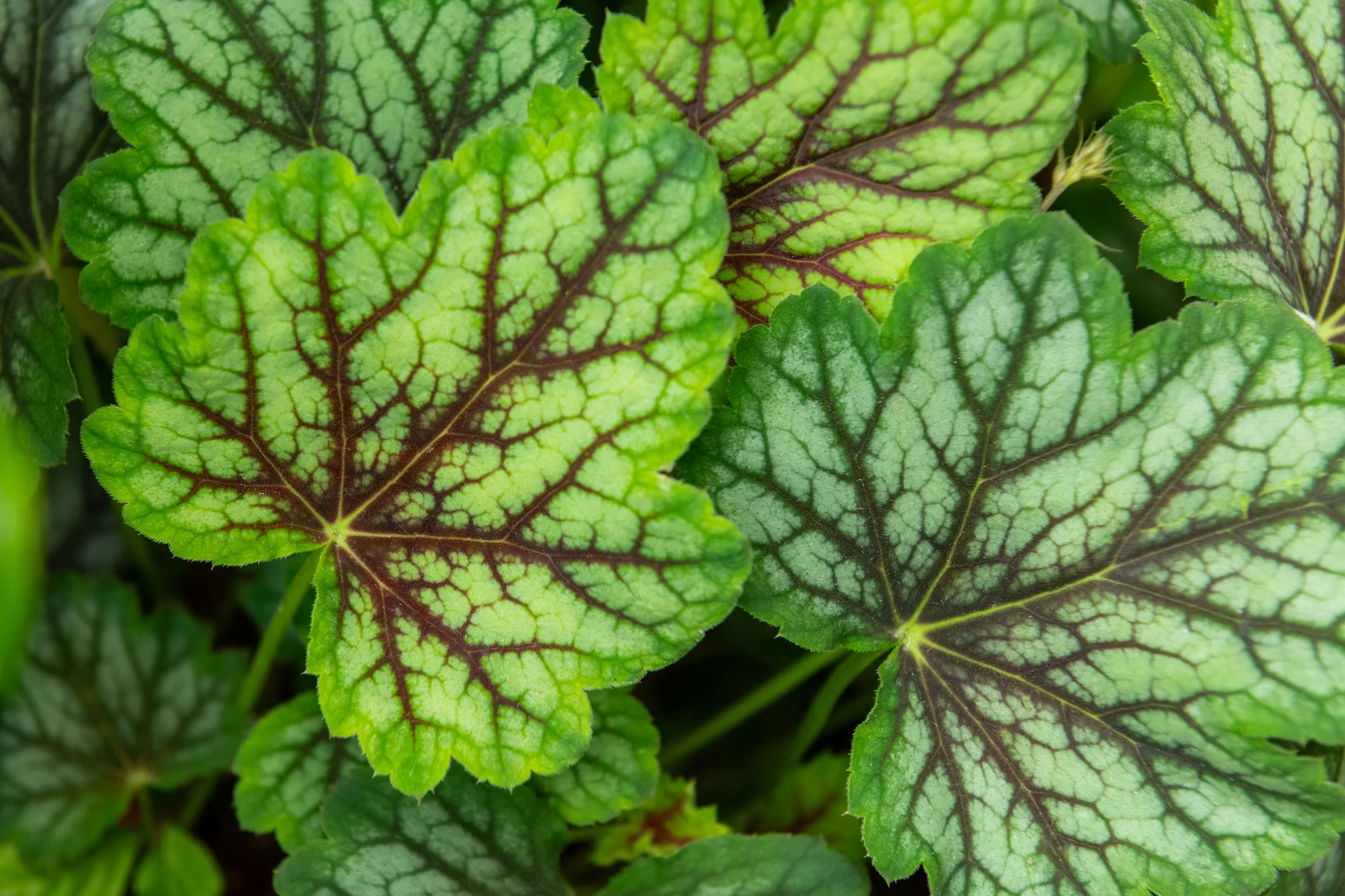 Heuchera 'Green Spice'