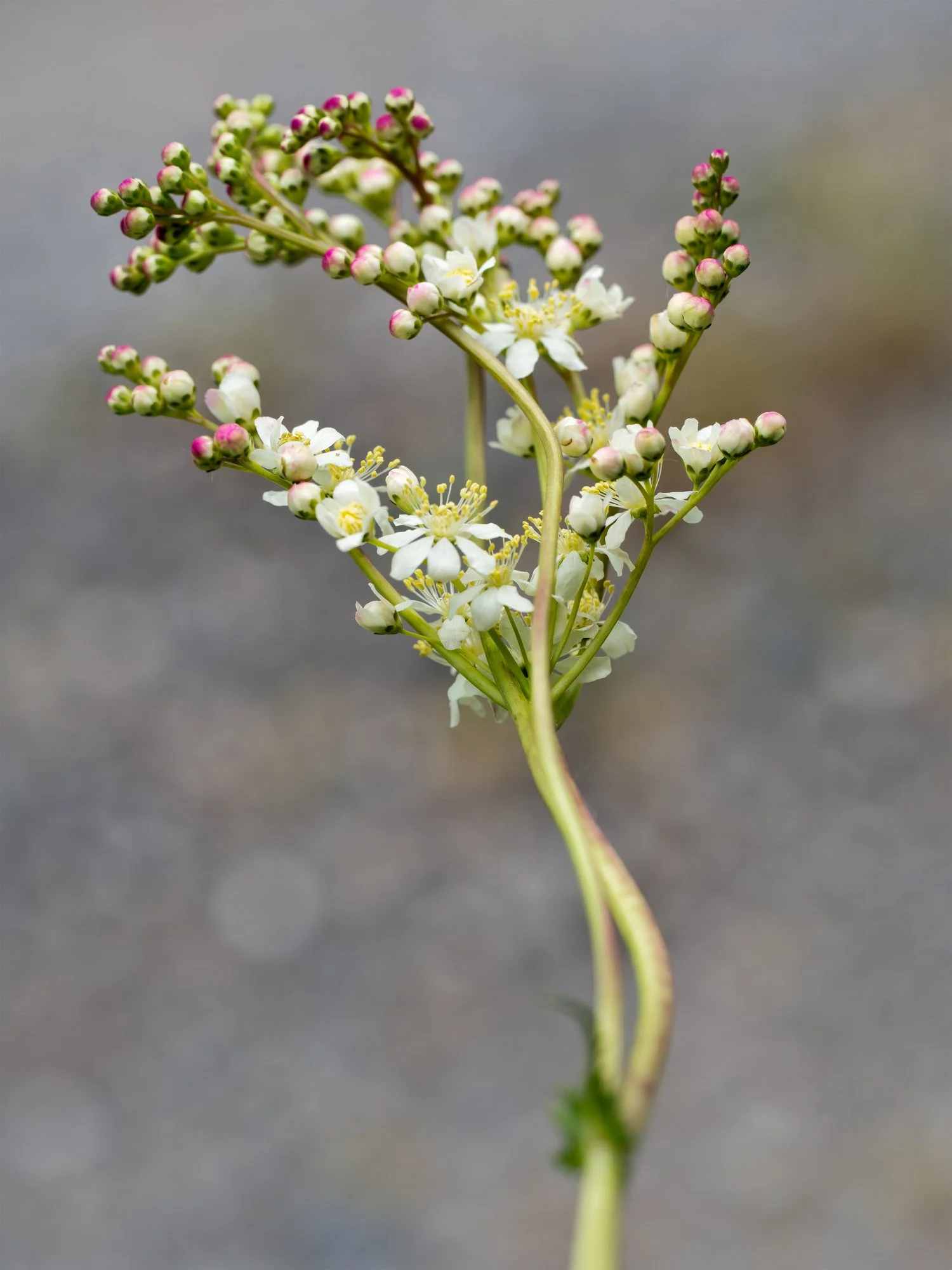 Filipendula vulgaris 'Multiplex'