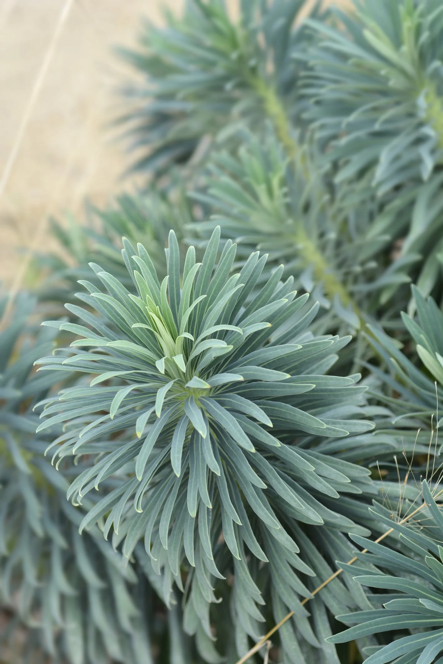 Euphorbia characias subsp. wulfenii