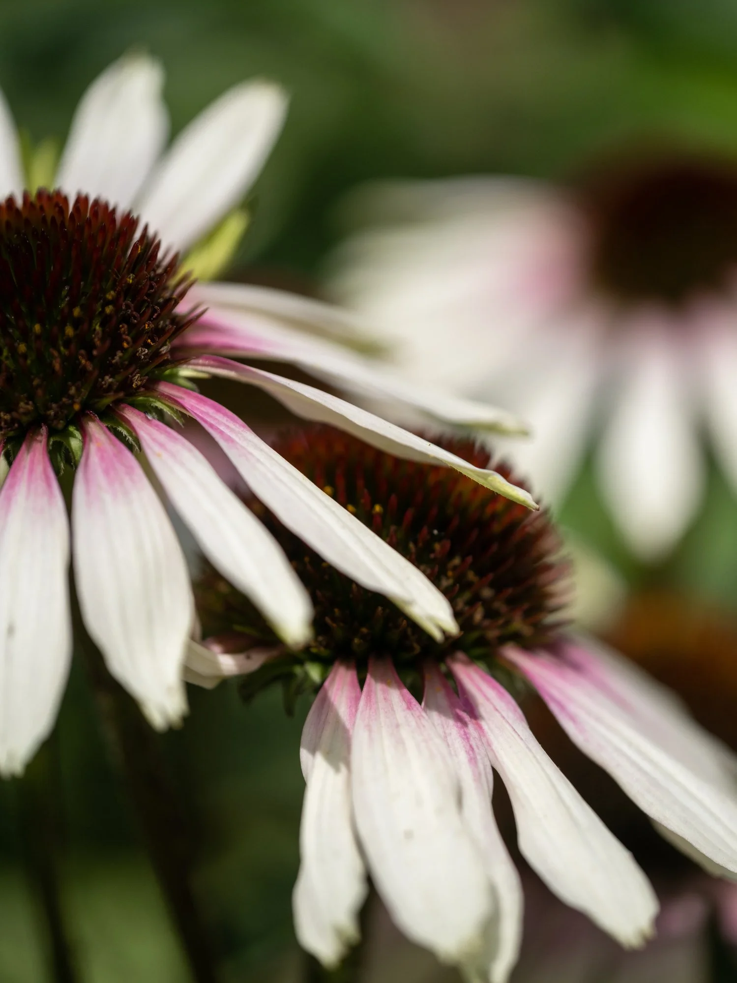 Echinacea 'Pretty Parasols'