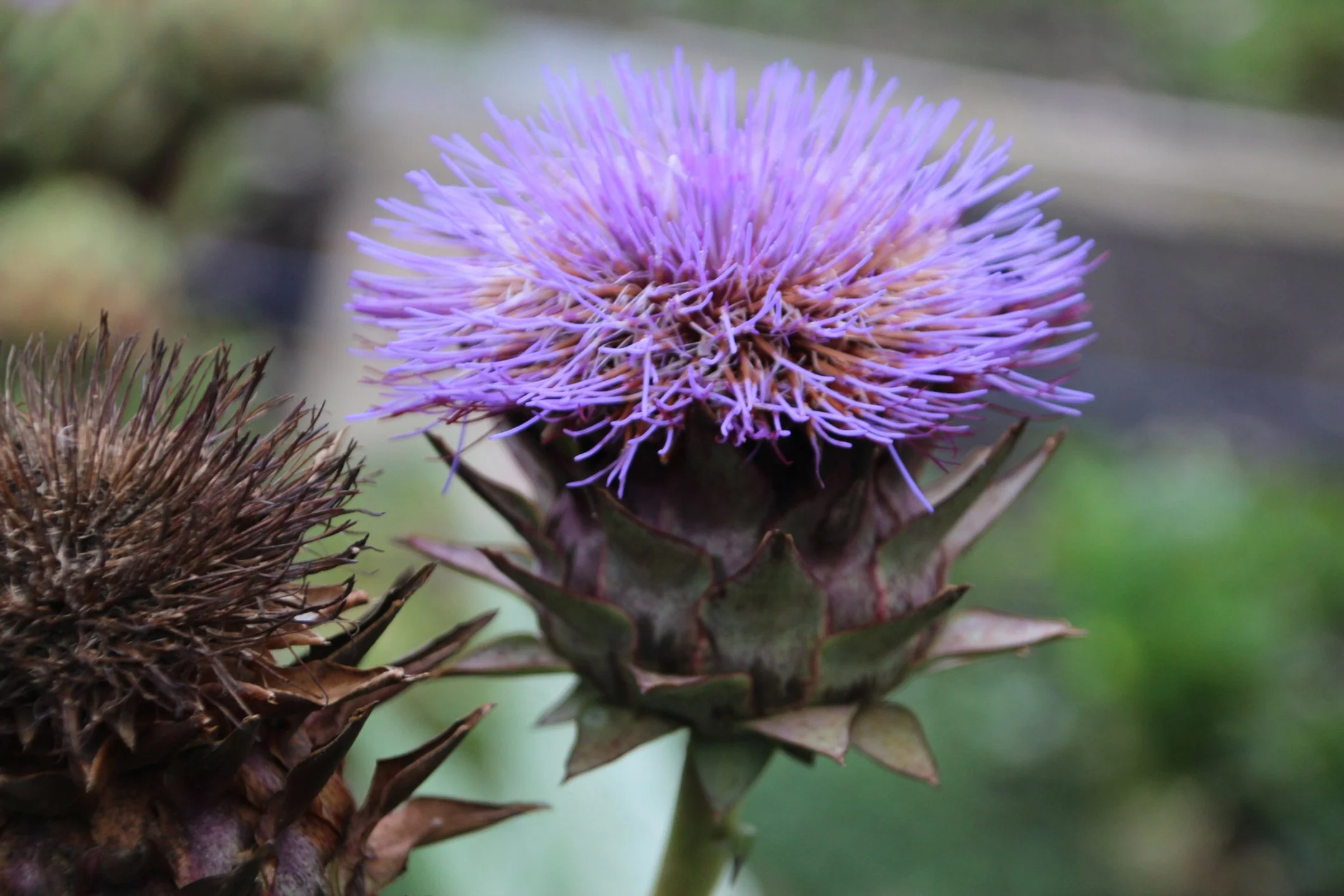 Cynara scolymus 'Violet Globe'
