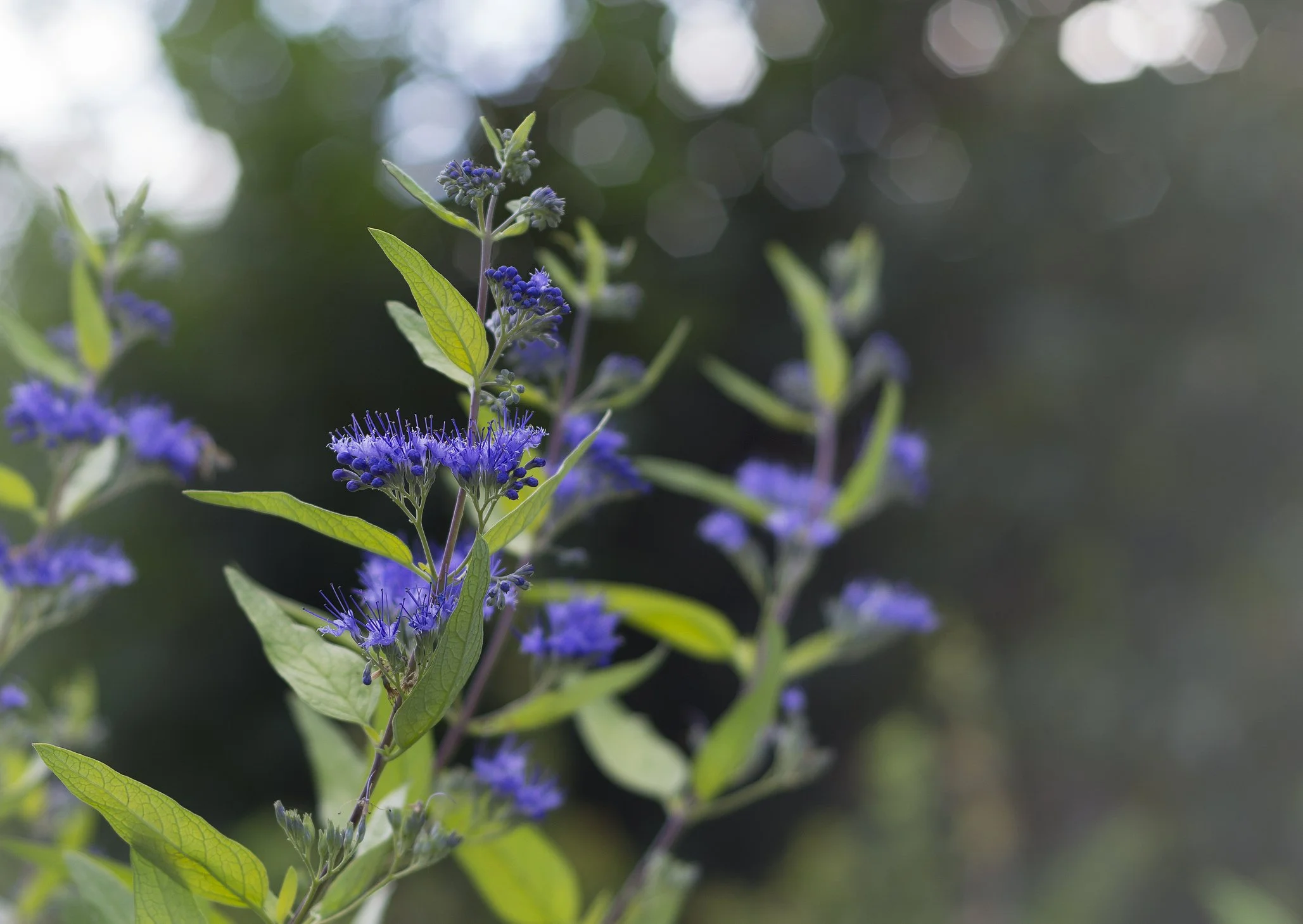 Caryopteris x clandonensis 'Dark Knight'
