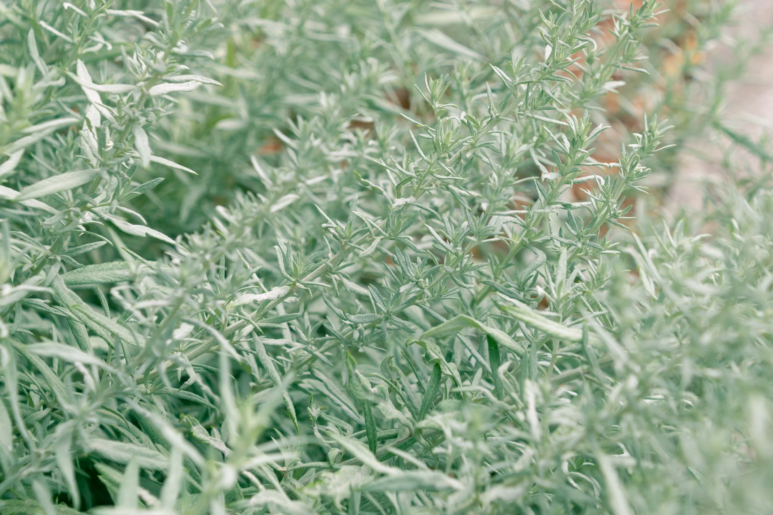 Artemisia ludoviciana