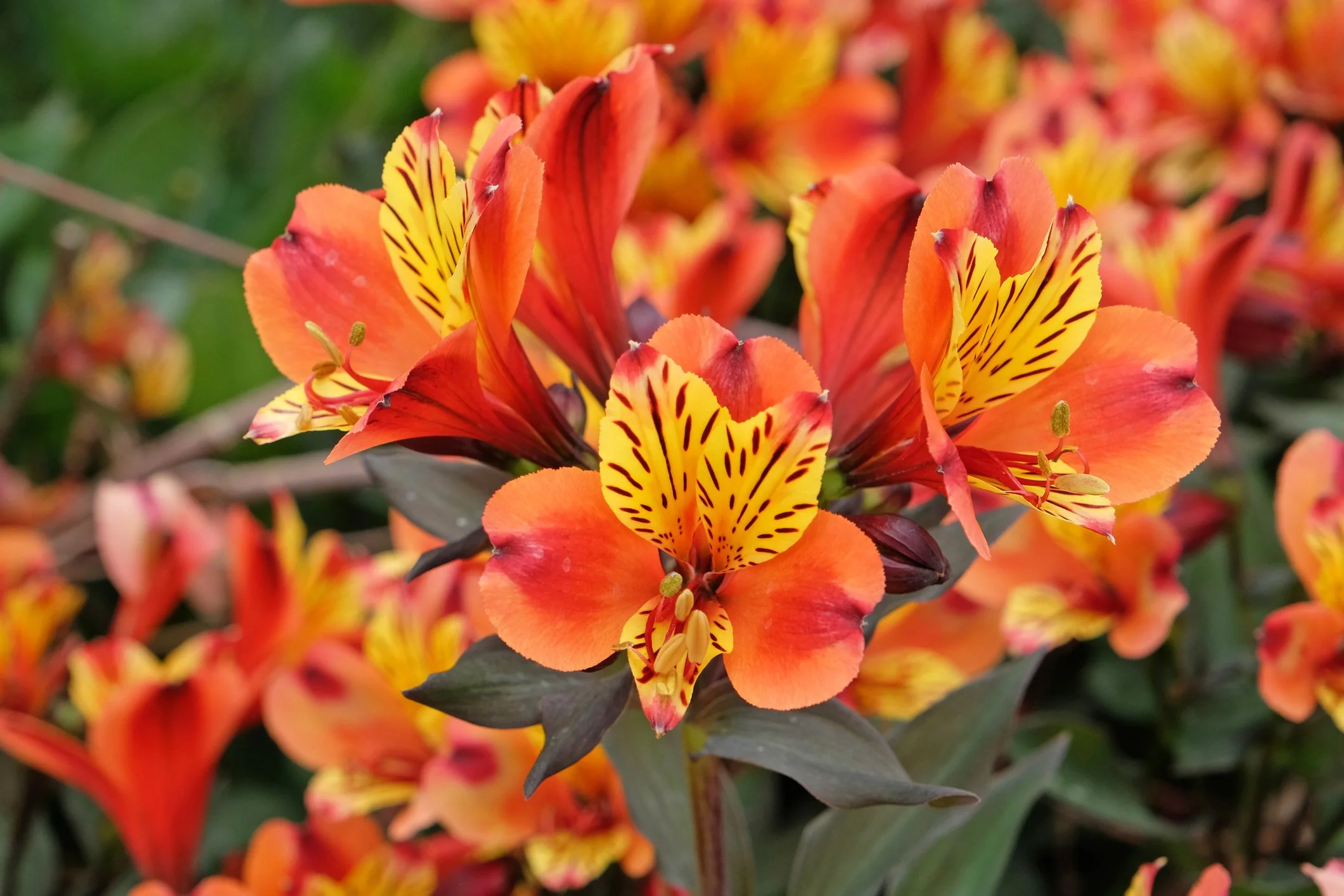 Alstroemeria ‘Indian Summer’