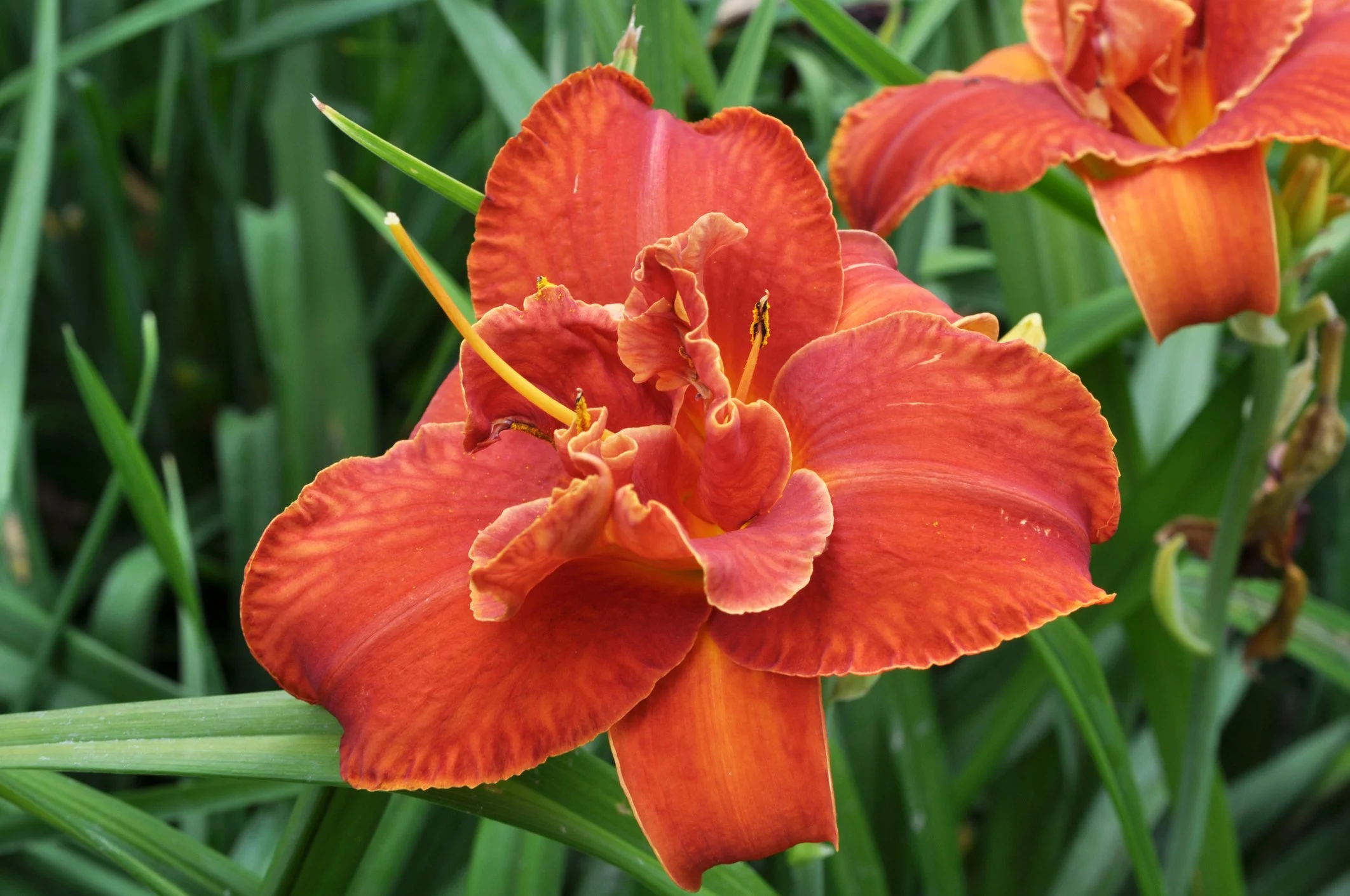 Hemerocallis 'Crimson Pirate'