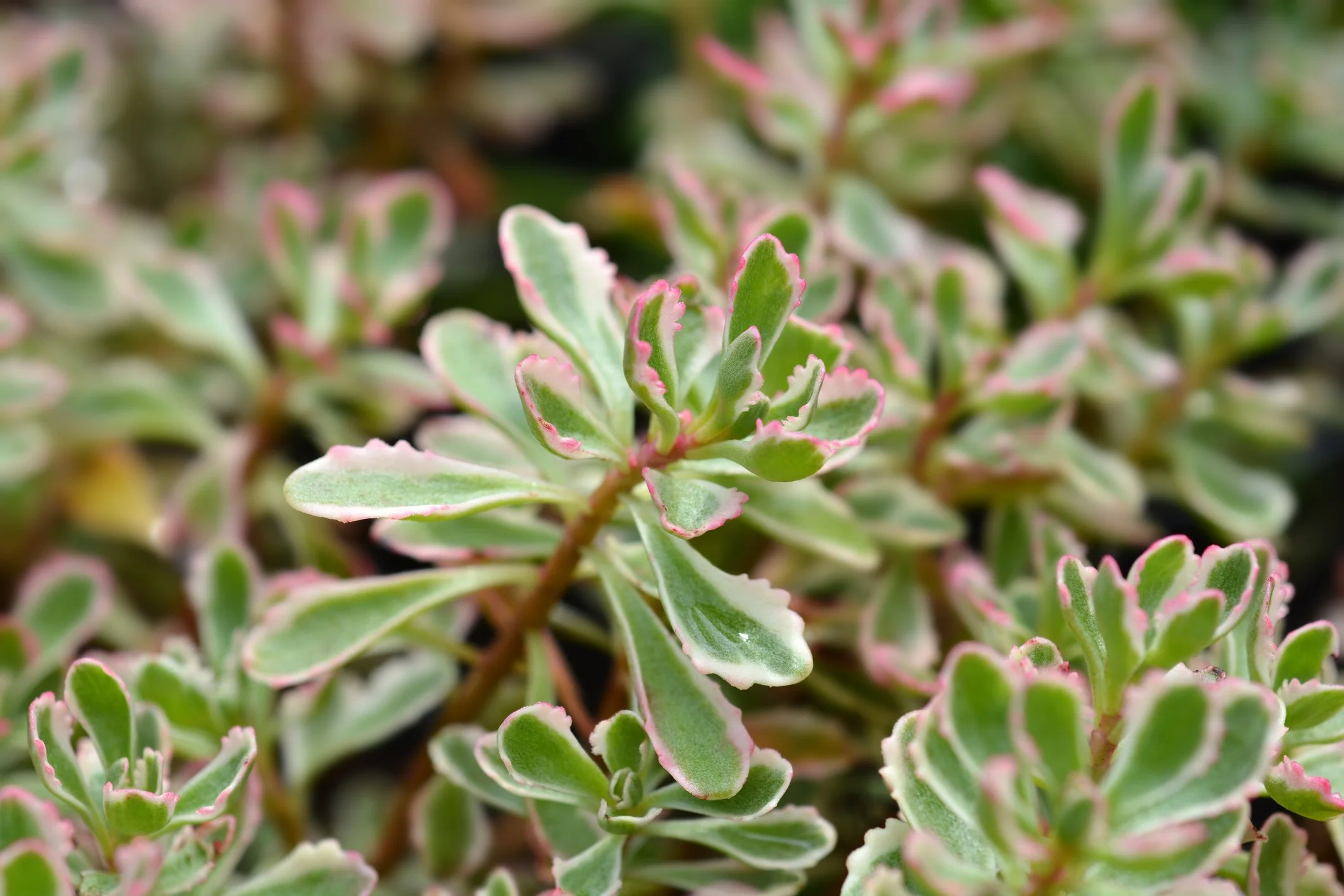 Sedum 'Frosted Fire'