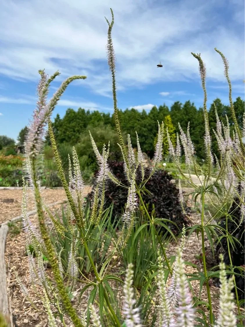 Veronicastrum virginicum 'Lavendelturm'
