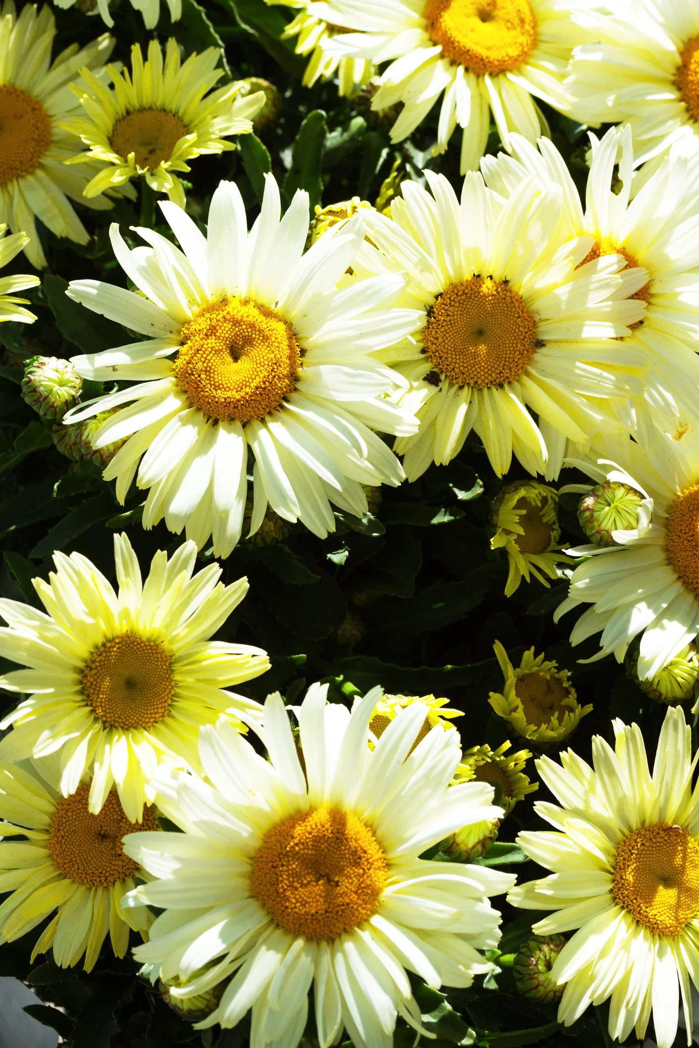 Leucanthemum × superbum 'Banana Cream'