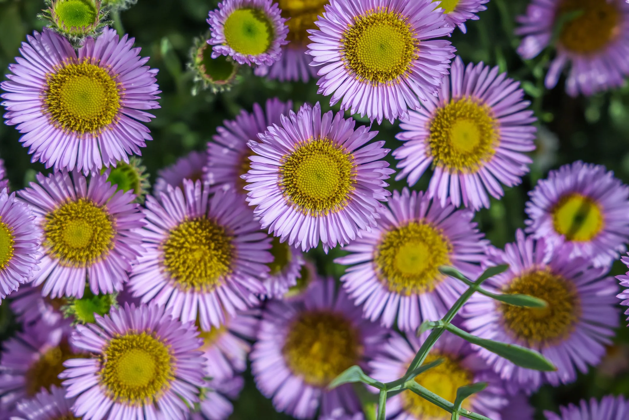 Erigeron glaucus 'Sea Breeze'