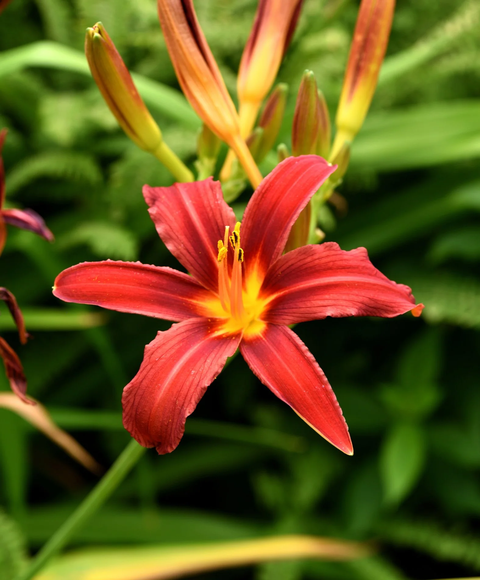 Hemerocallis 'Mauna Loa'
