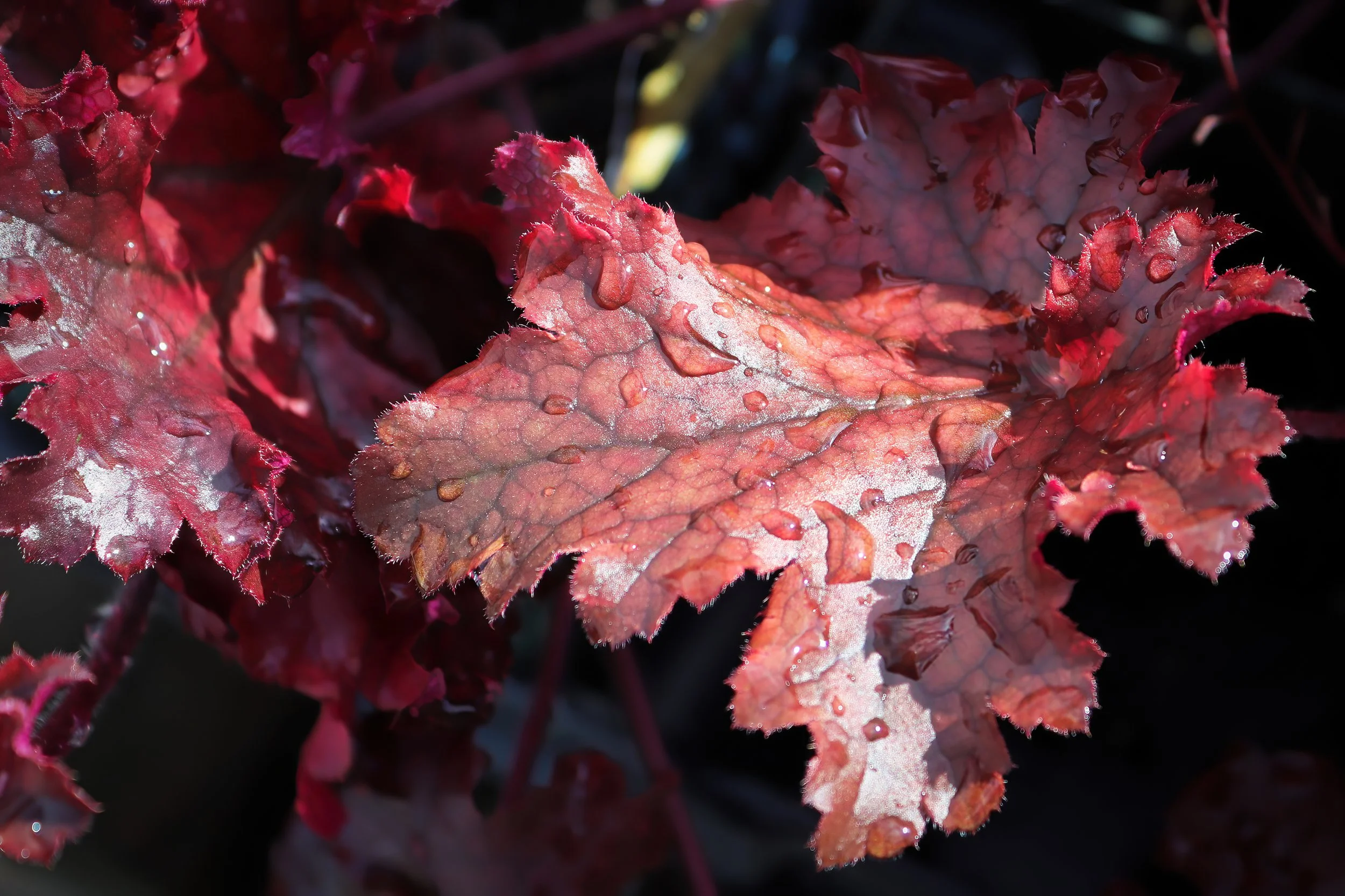 Heucherella 'Red Rover'