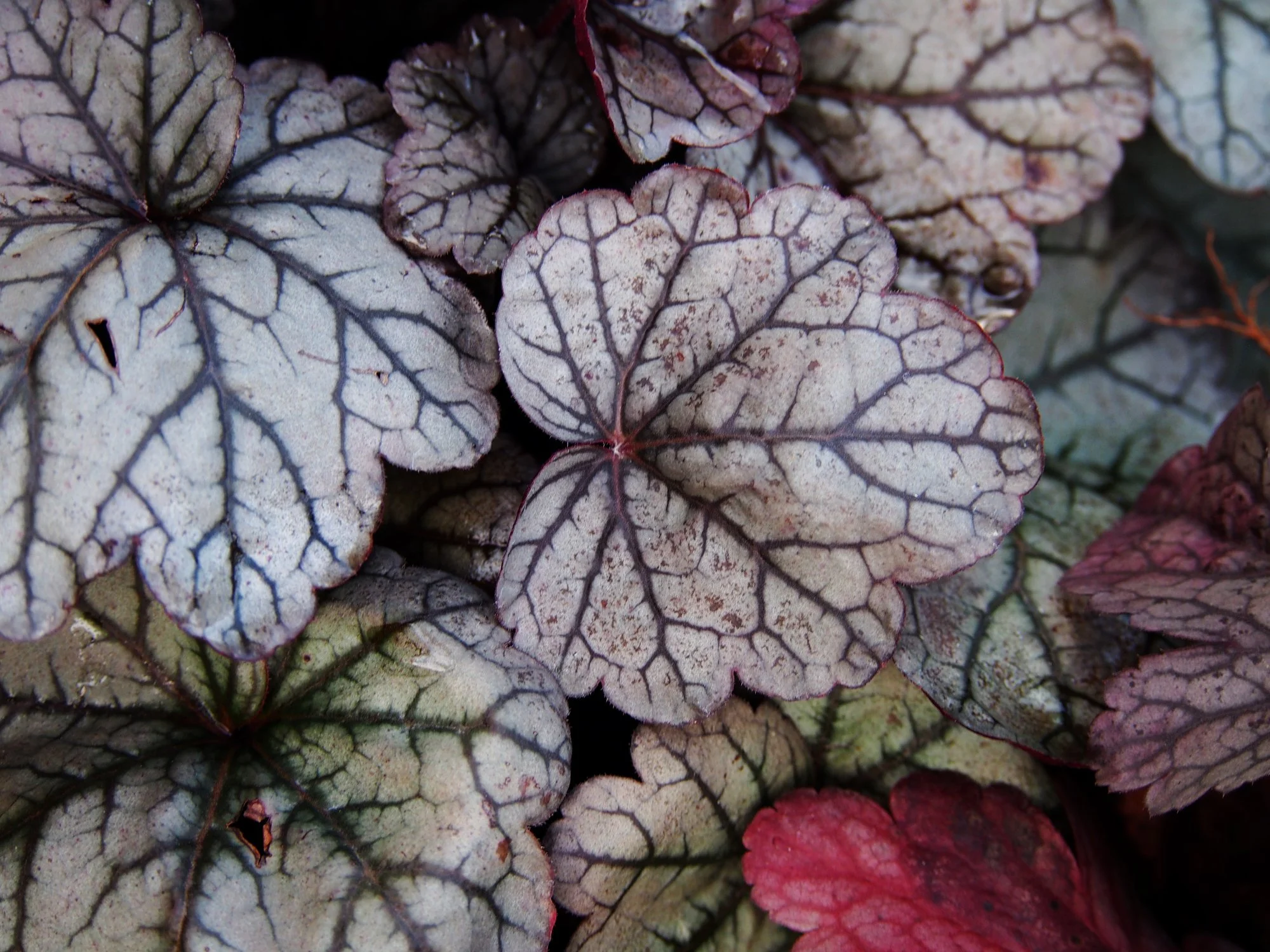 Heuchera 'Sugar Plum'
