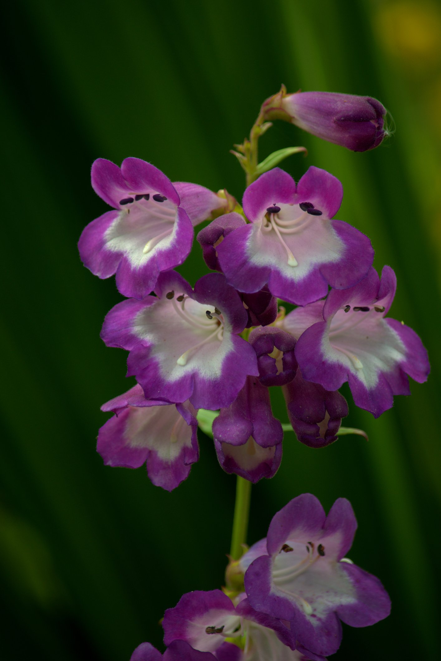 Penstemon 'Purple Passion'