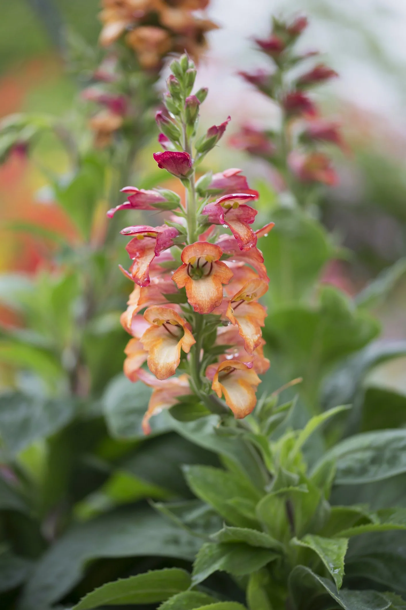 Digiplexis Firecracker