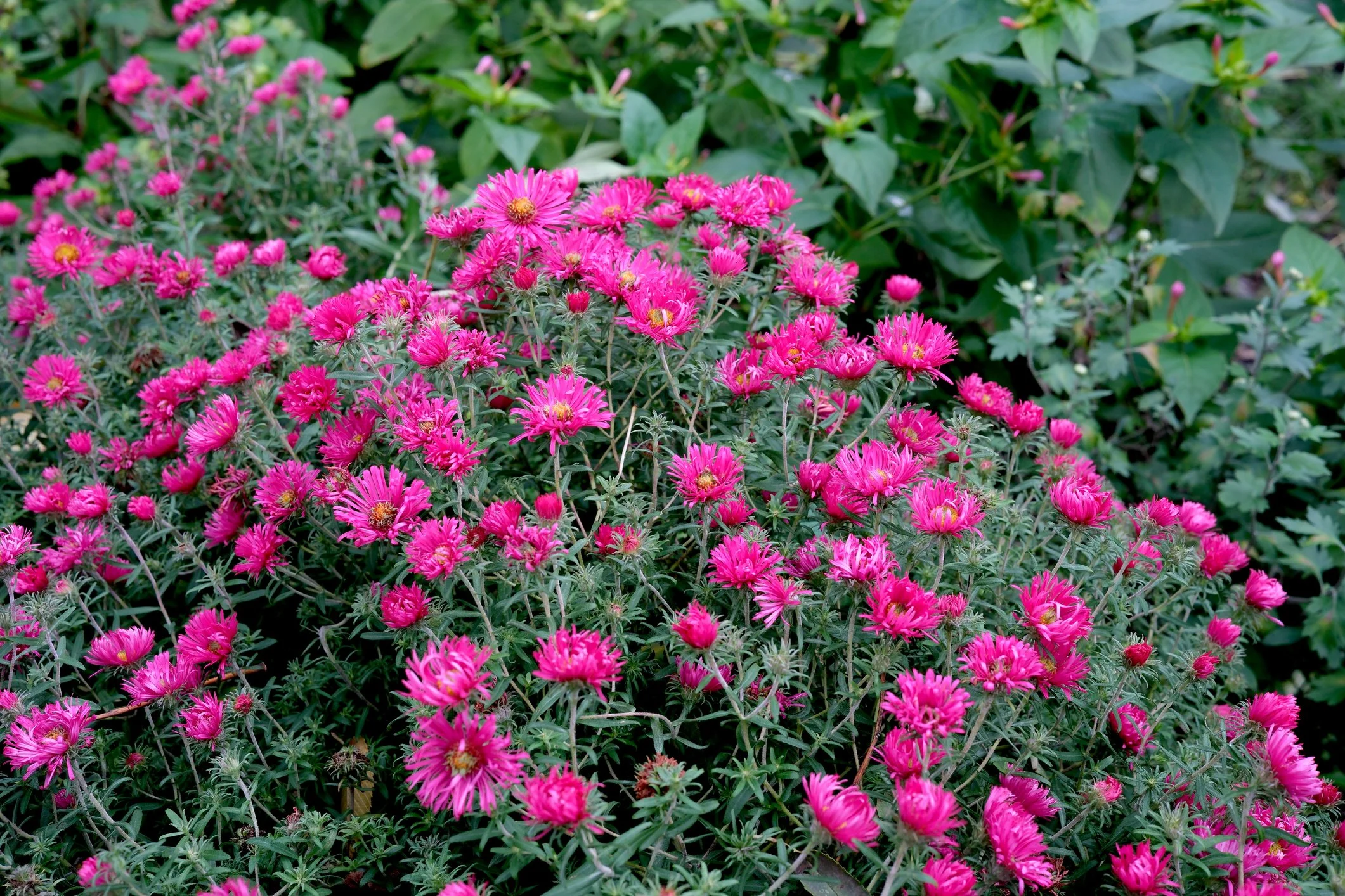 Symphyotrichum novi-belgii 'Crimson Brocade'