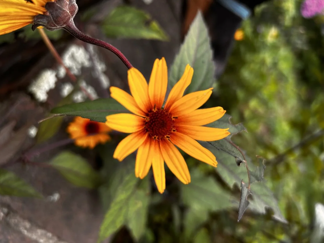 Heliopsis helianthoides var. scabra 'Burning Hearts'